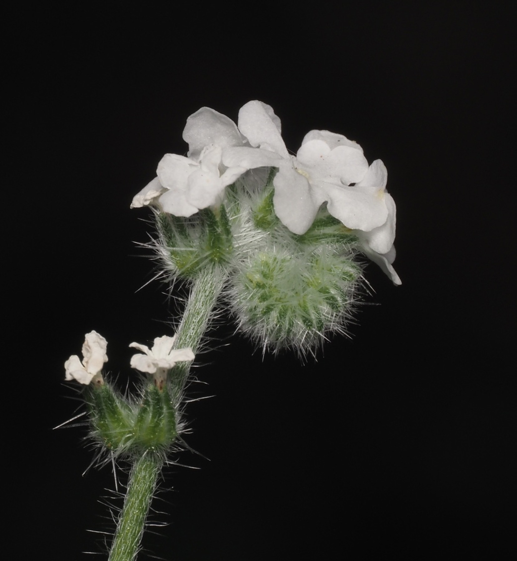 Clearwater Cryptantha
