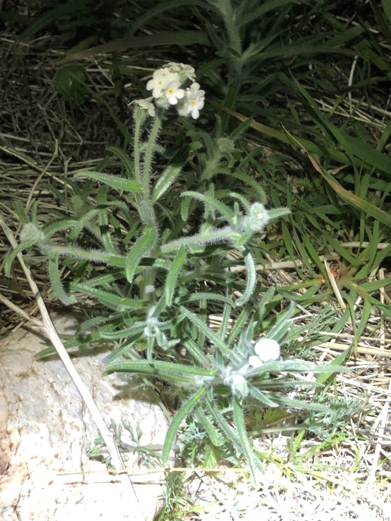 Clearwater Cryptantha — photo 2