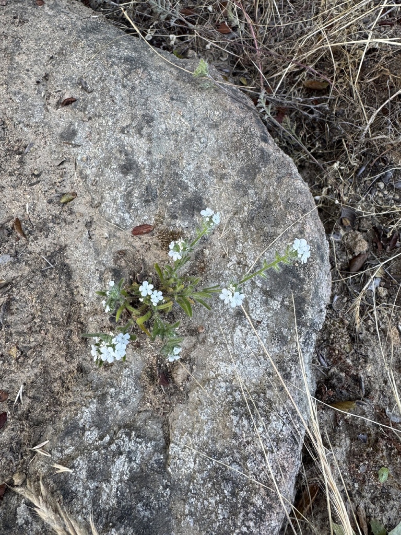 Clearwater Cryptantha — photo 3