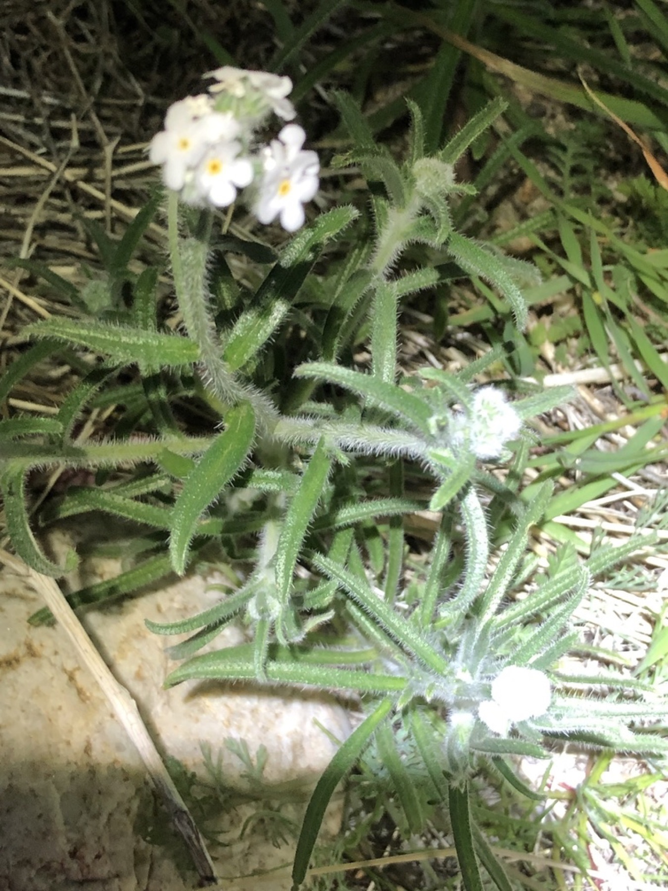 Clearwater Cryptantha — photo 4