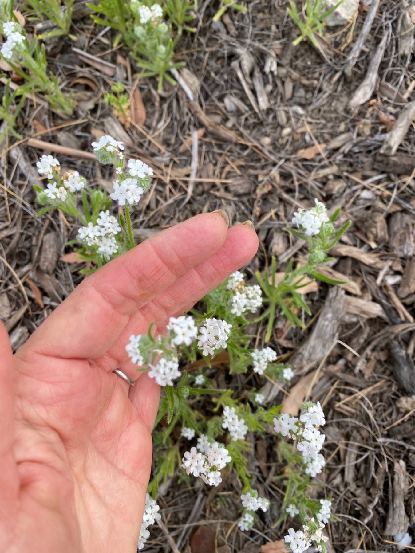 Clearwater Cryptantha — photo 5
