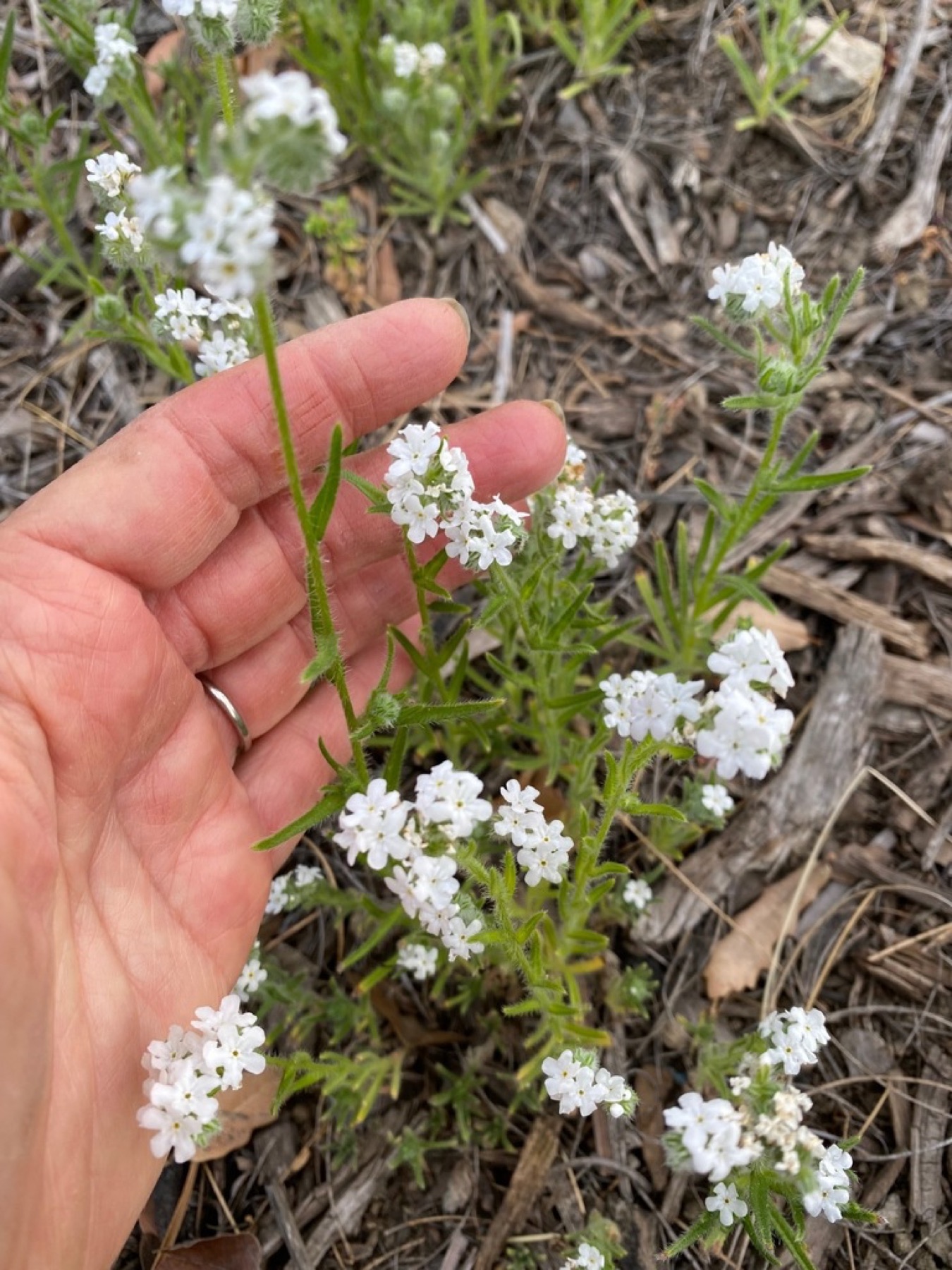 Clearwater Cryptantha — photo 6