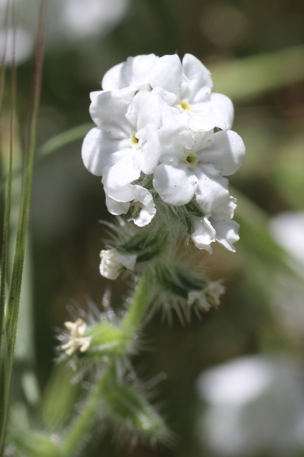 Clearwater Cryptantha — photo 7