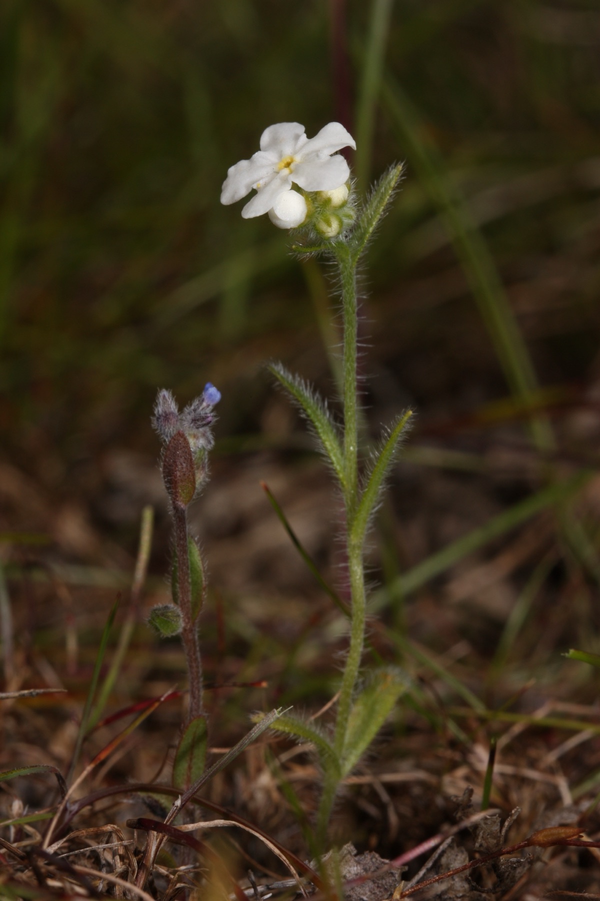 Clearwater Cryptantha — photo 8