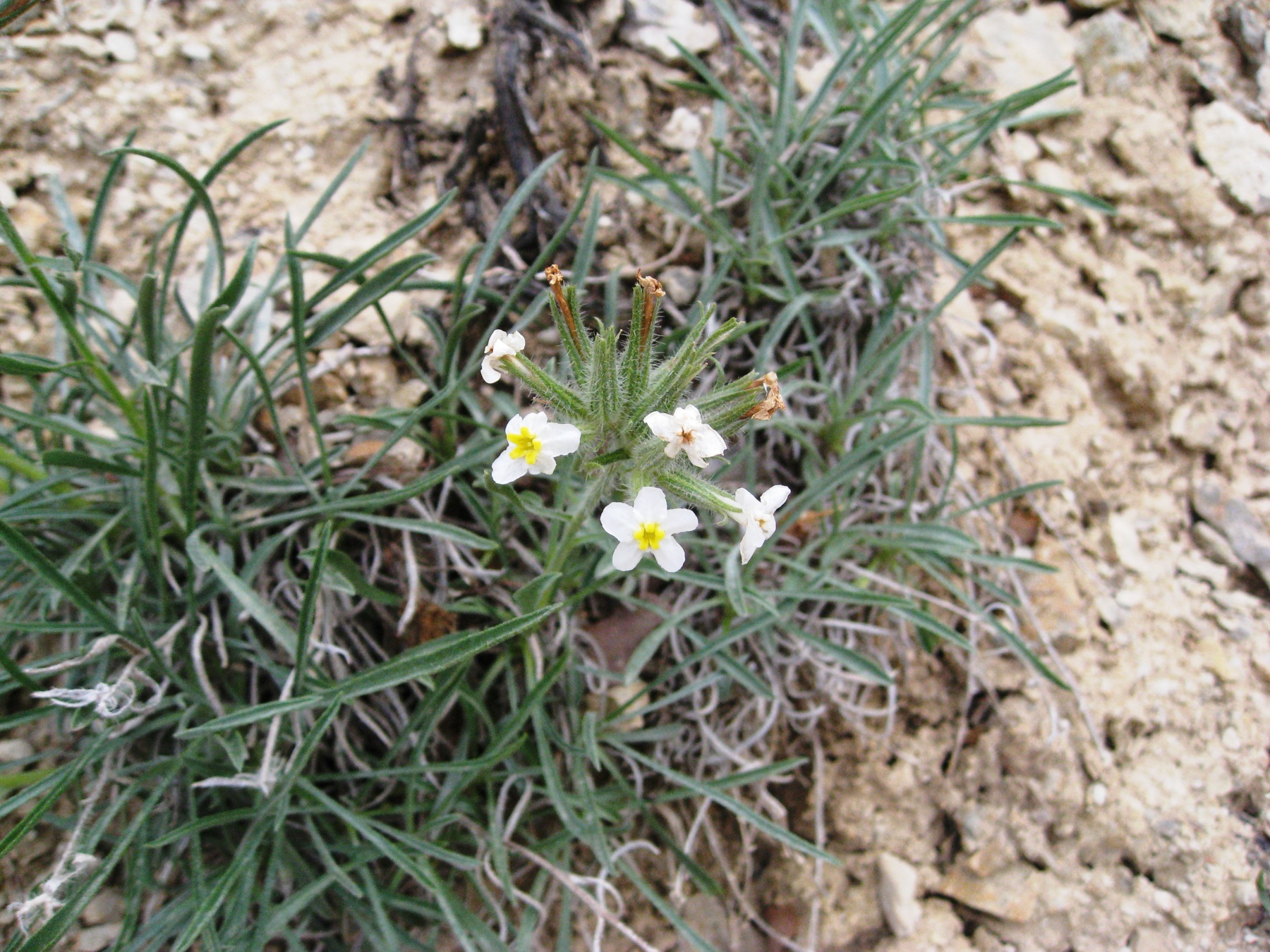 Clearwater Cryptantha — photo 9
