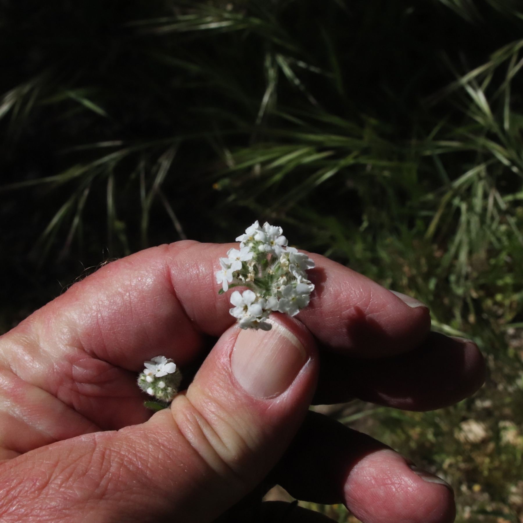 Clearwater Cryptantha — photo 10