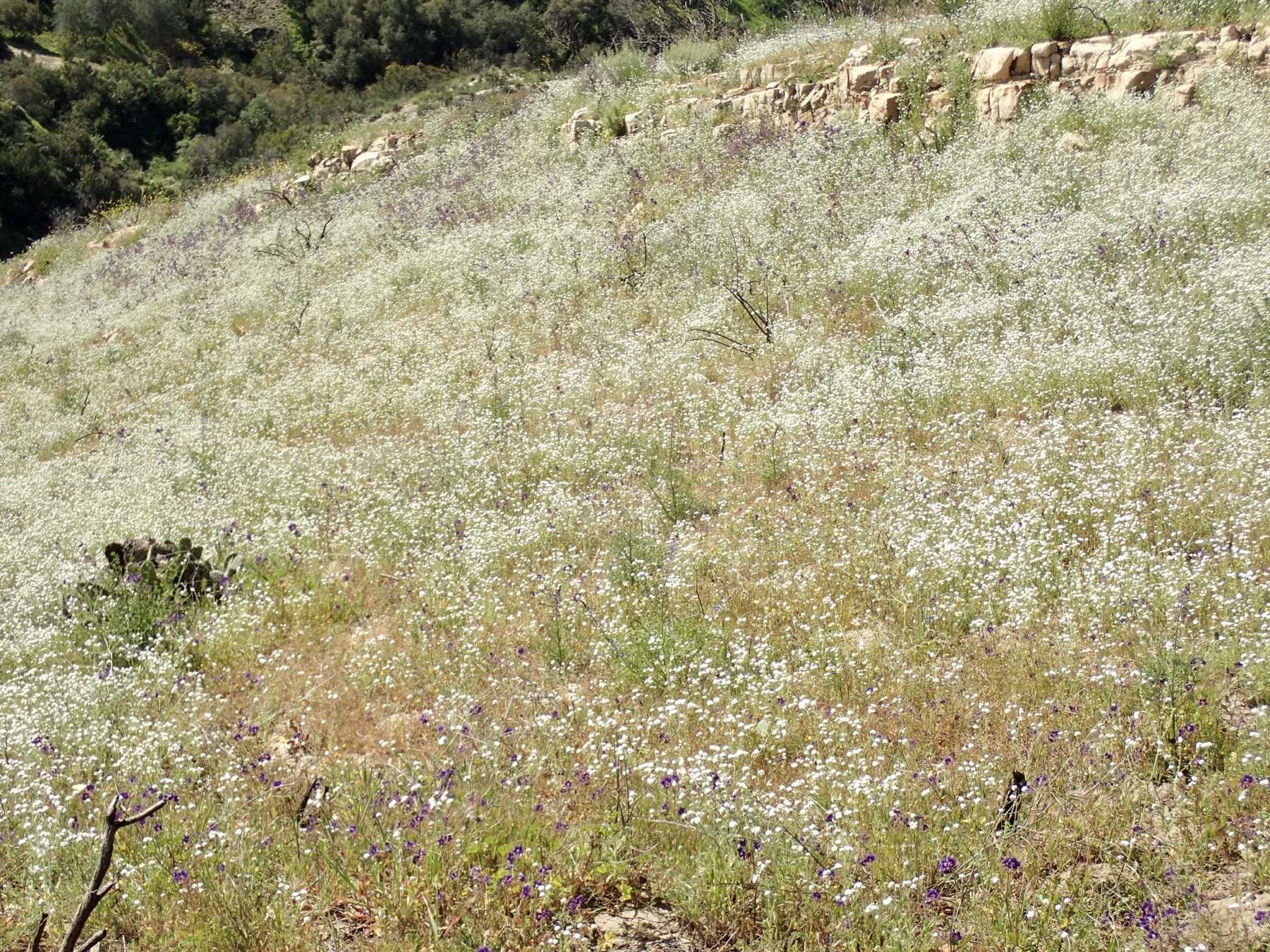Clearwater Cryptantha — photo 11