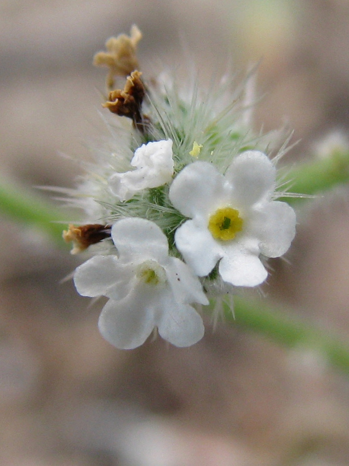 Clearwater Cryptantha — photo 12