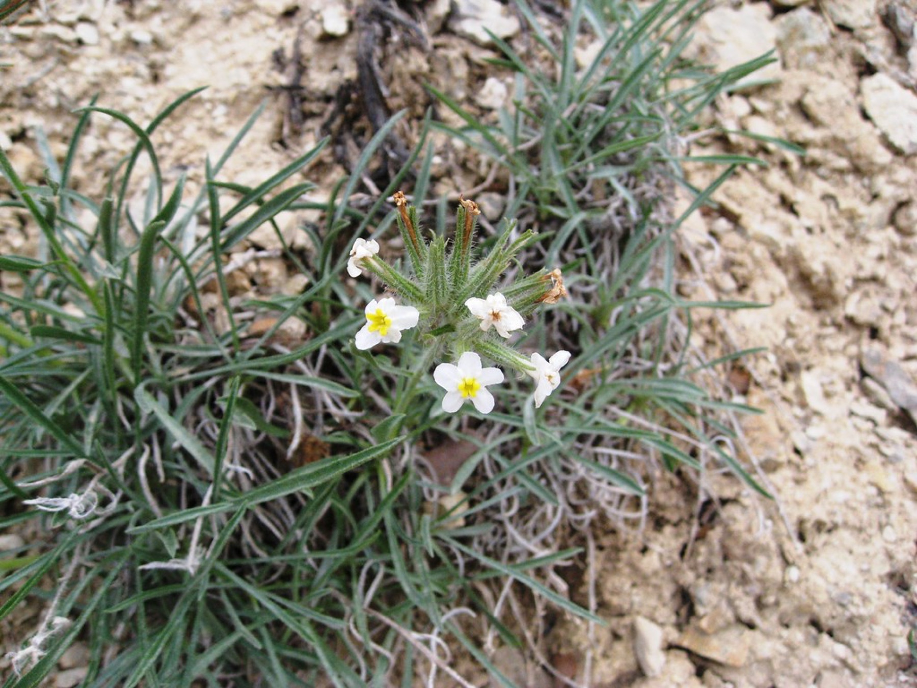 Clearwater Cryptantha — photo 13