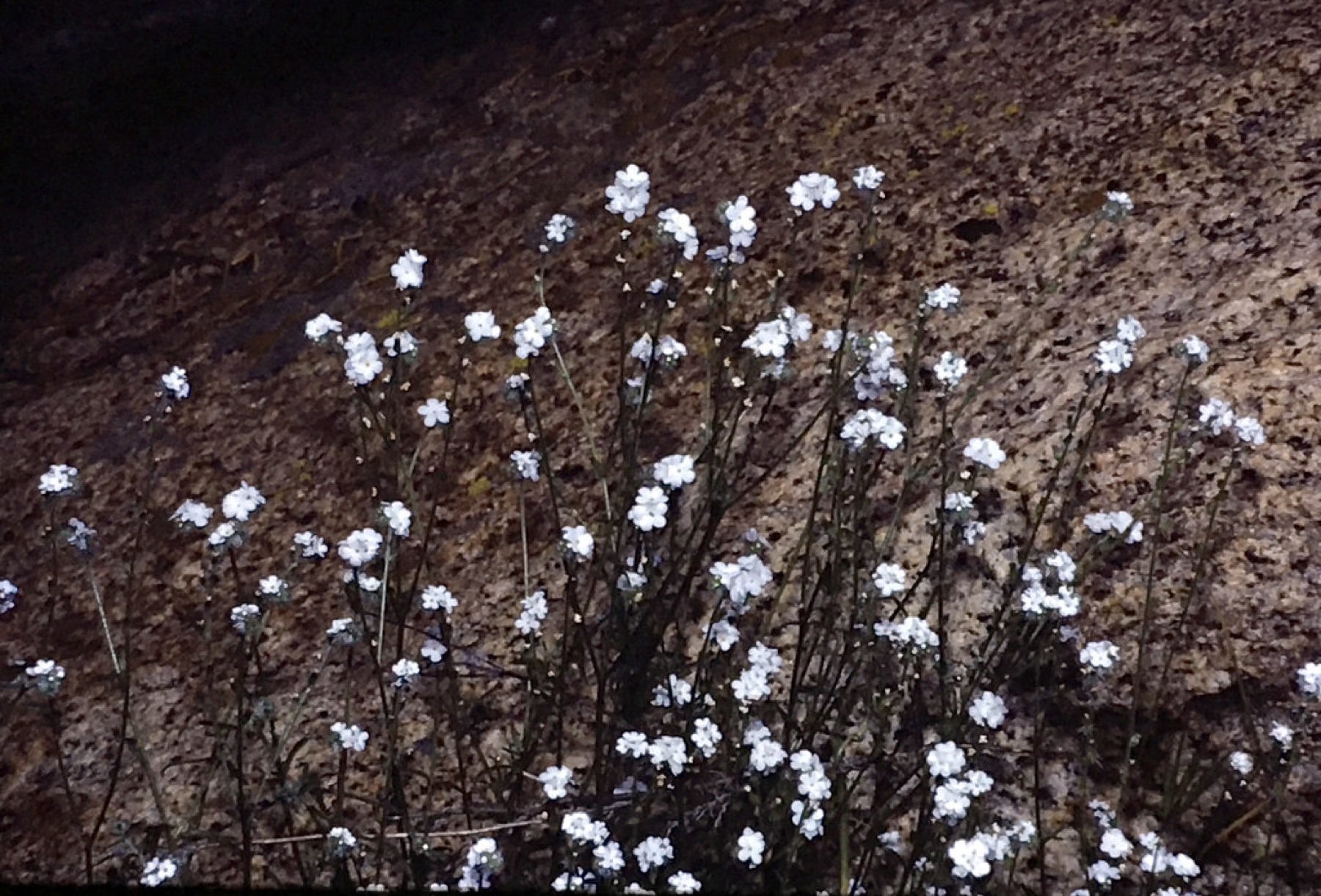 Clearwater Cryptantha — photo 14