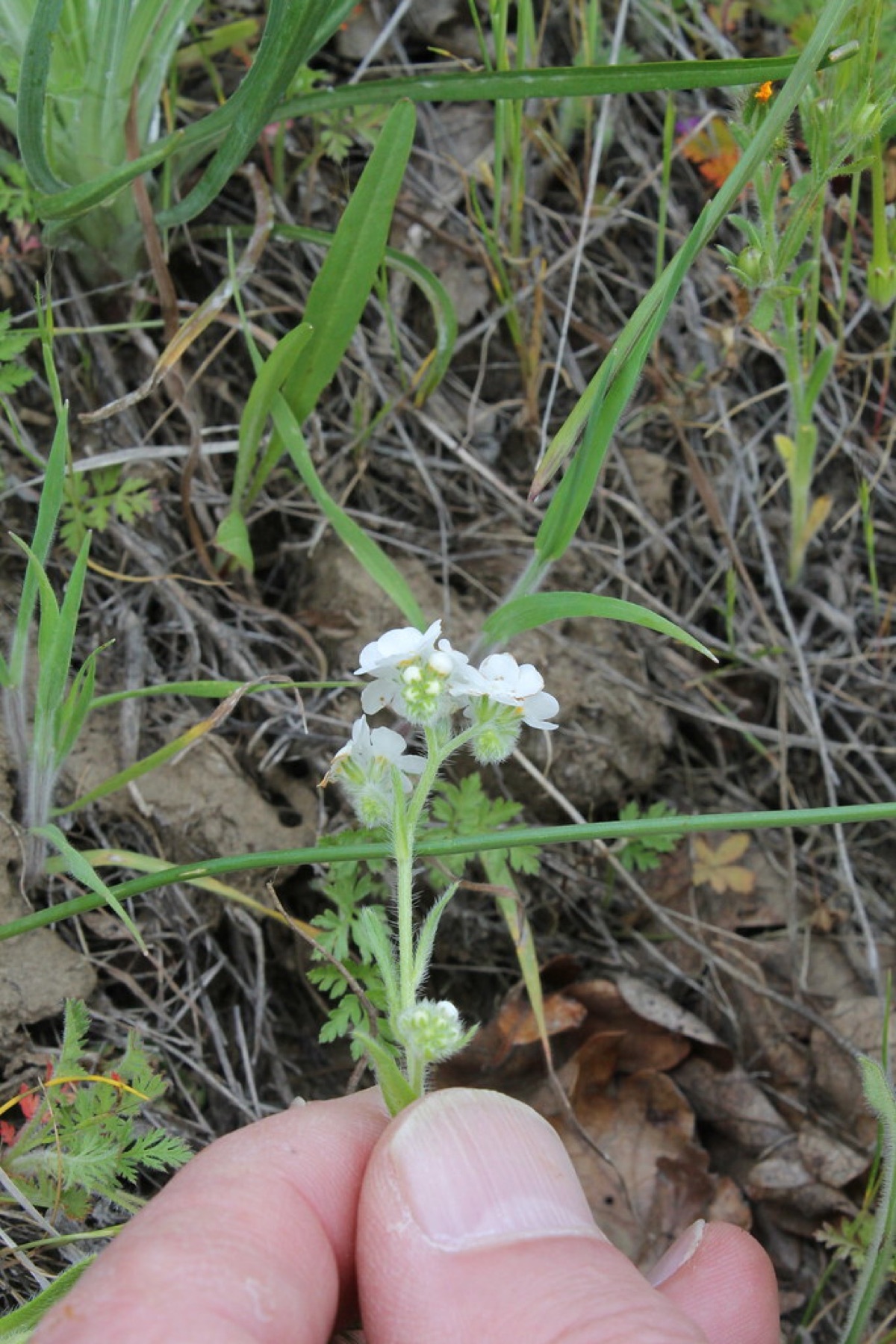 Clearwater Cryptantha — photo 15