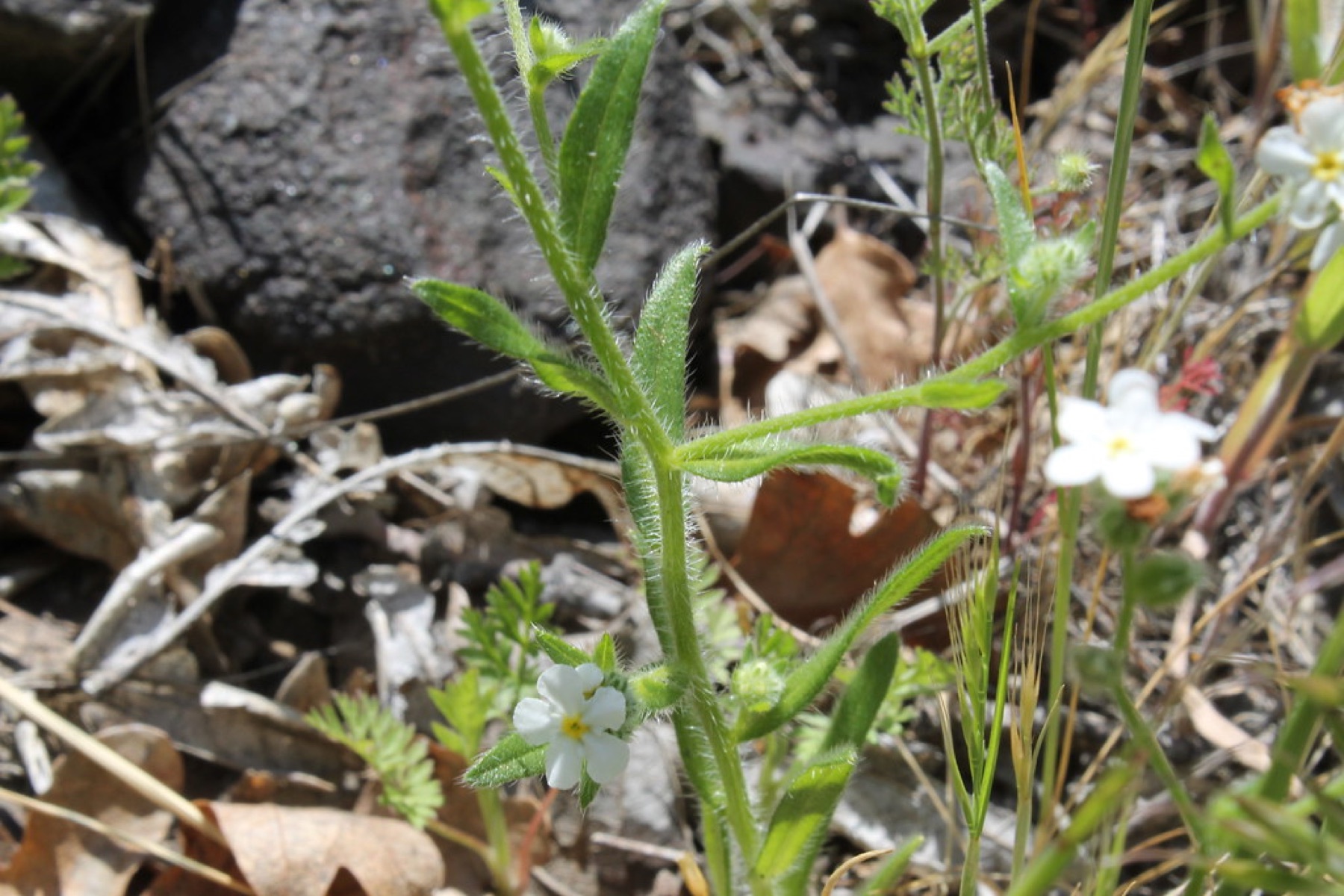 Clearwater Cryptantha — photo 16