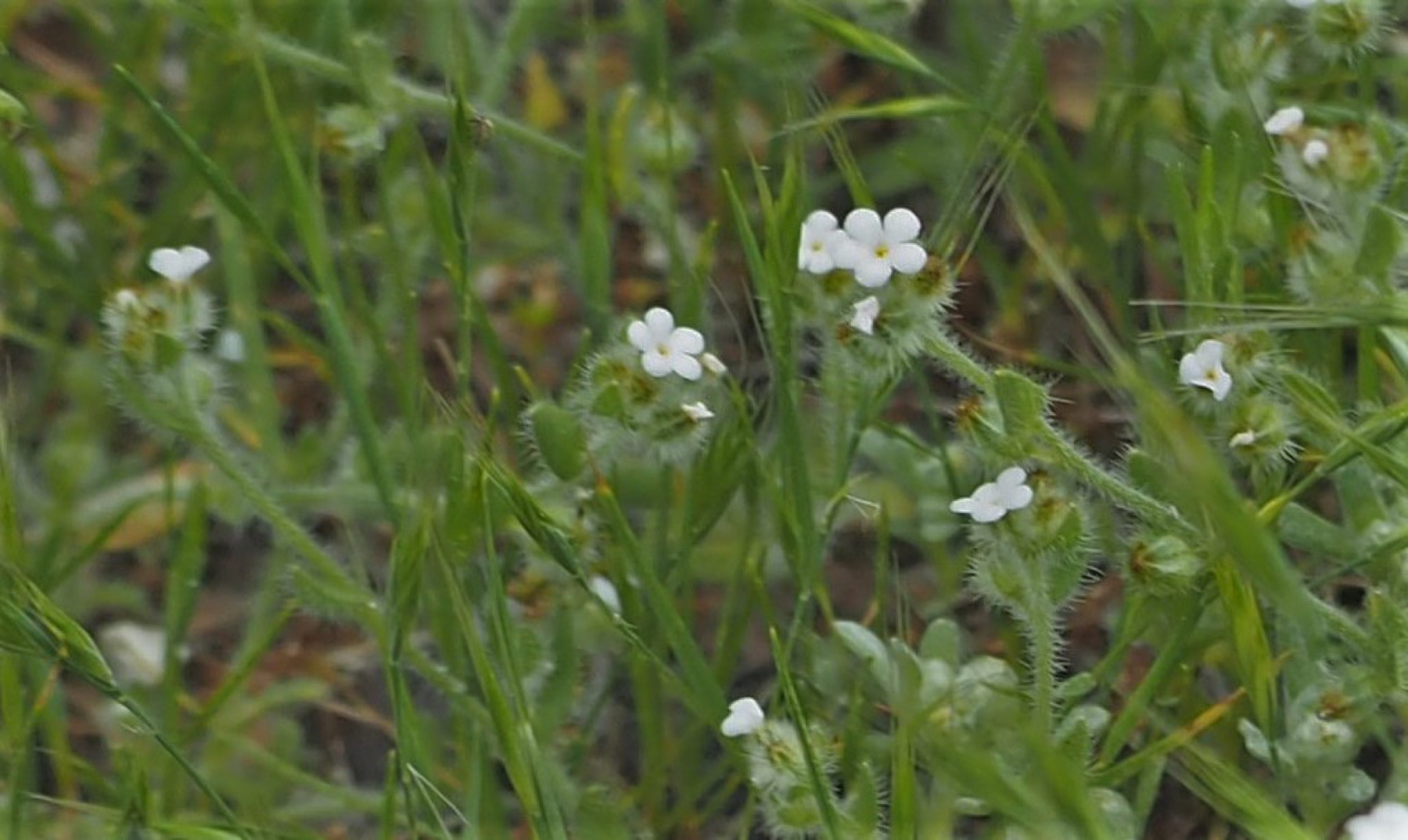 Clearwater Cryptantha — photo 17