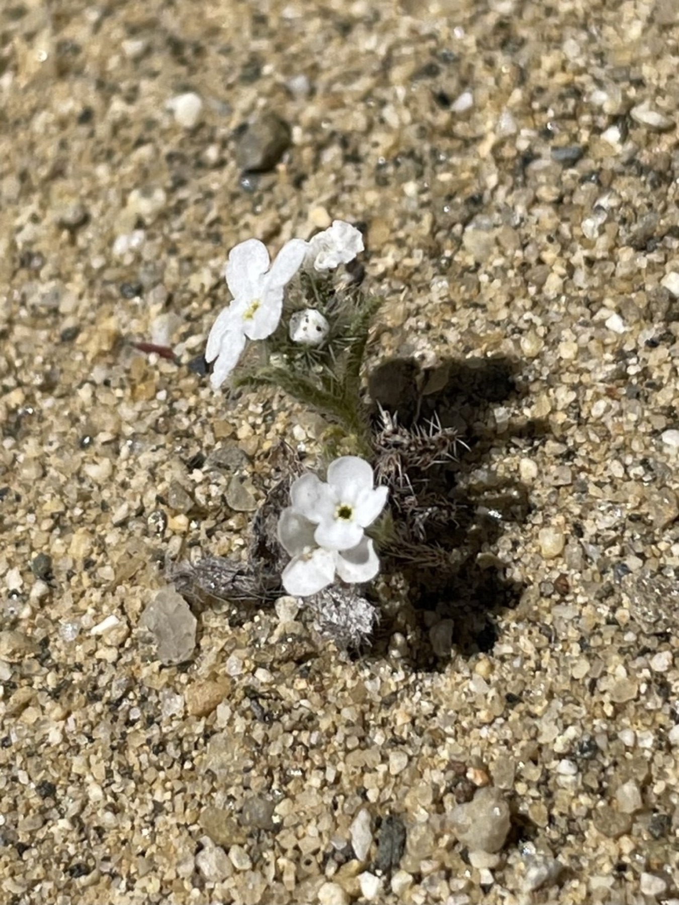 Clearwater Cryptantha — photo 18