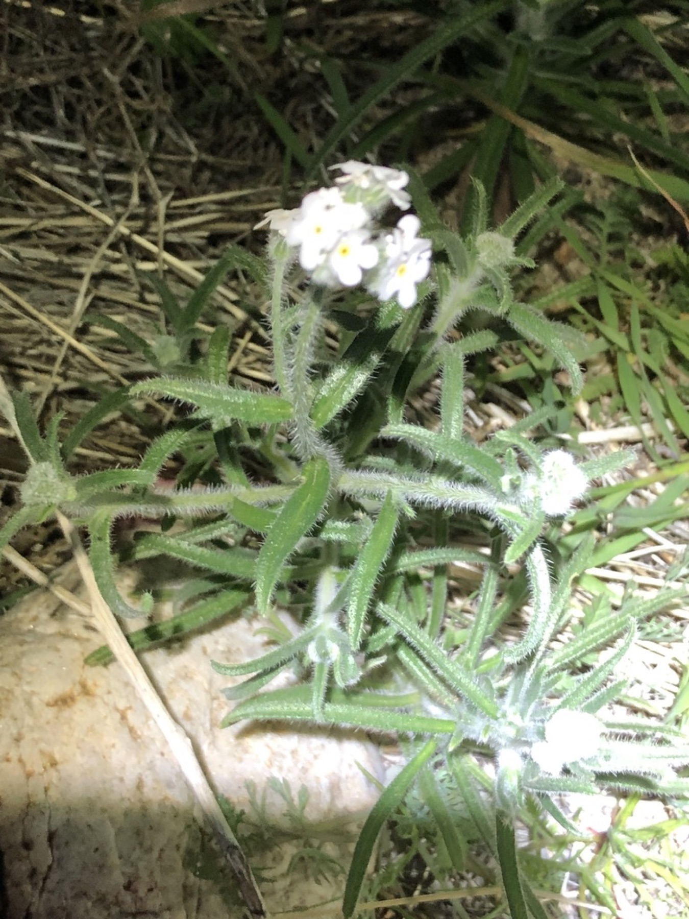 Clearwater Cryptantha — photo 20