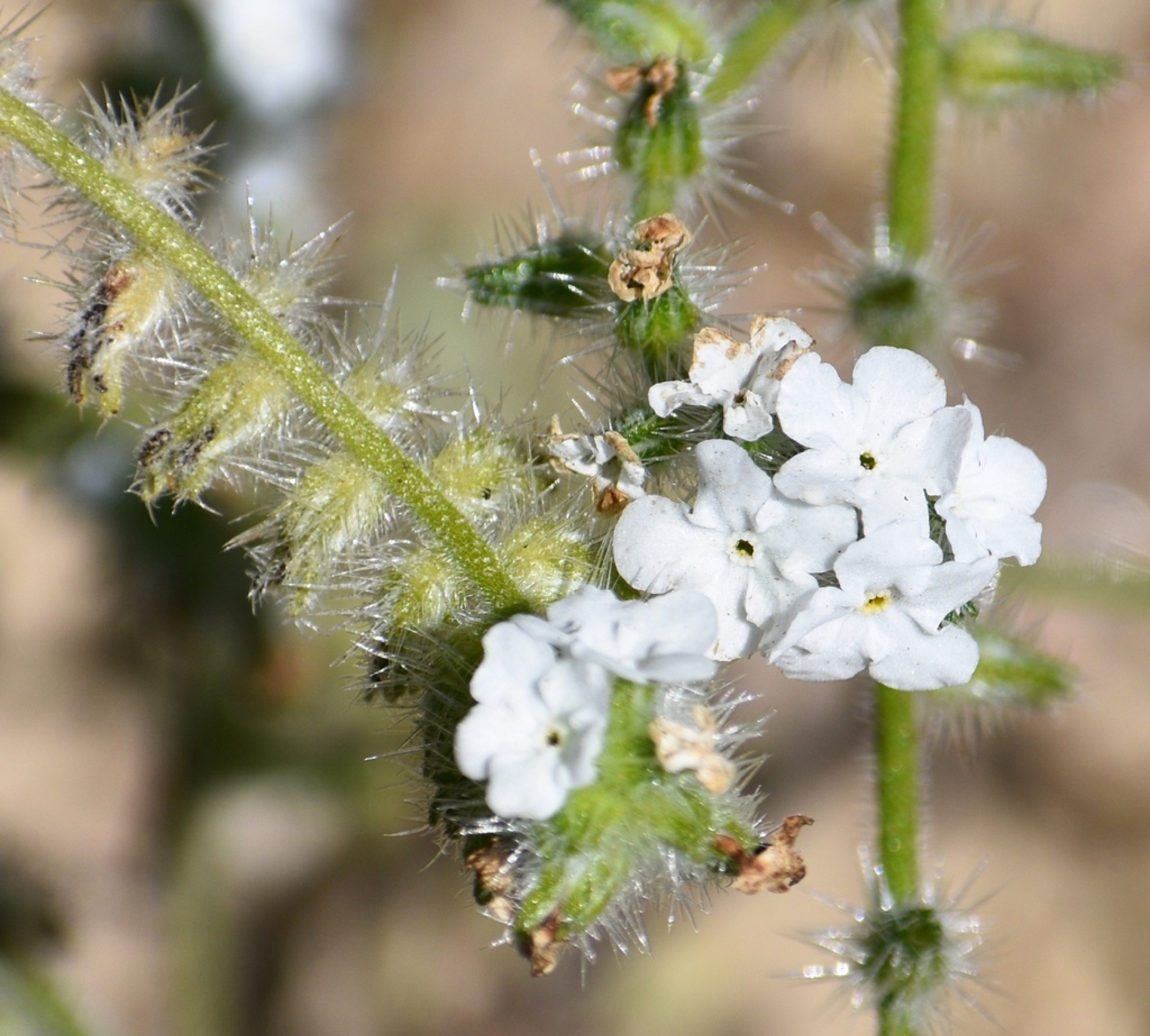Clearwater Cryptantha — photo 22