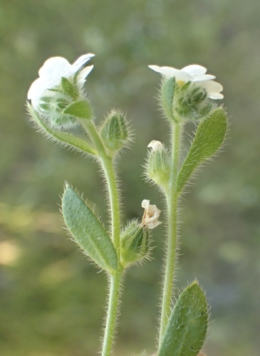Clearwater Cryptantha — photo 23