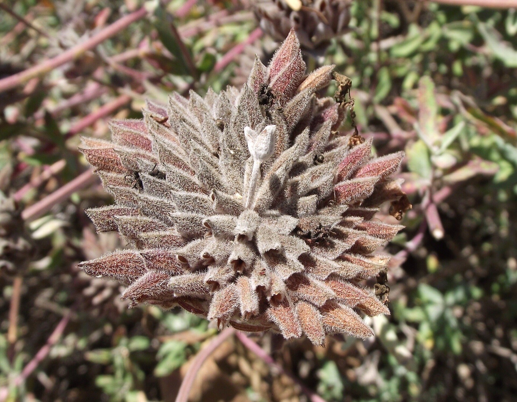 Cleveland Sage — photo 7