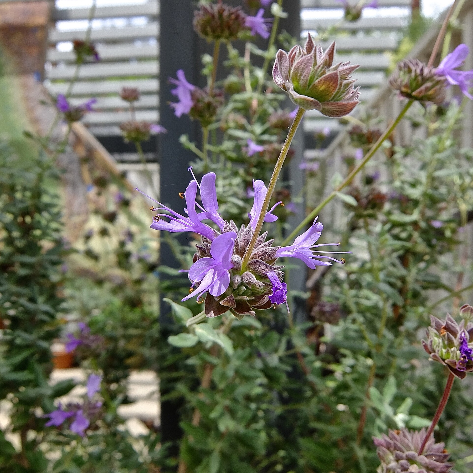 Cleveland Sage — photo 13