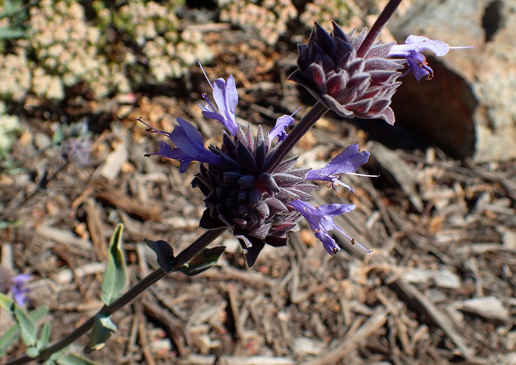 Cleveland Sage — photo 14