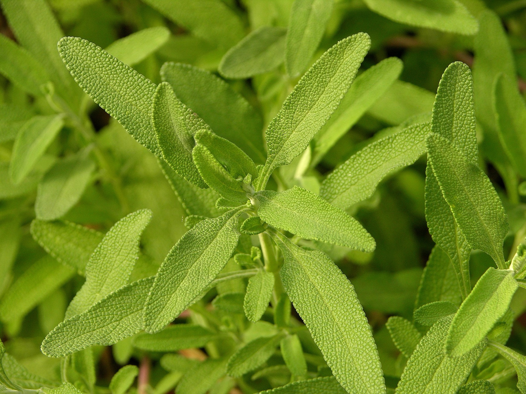 Cleveland Sage — photo 2