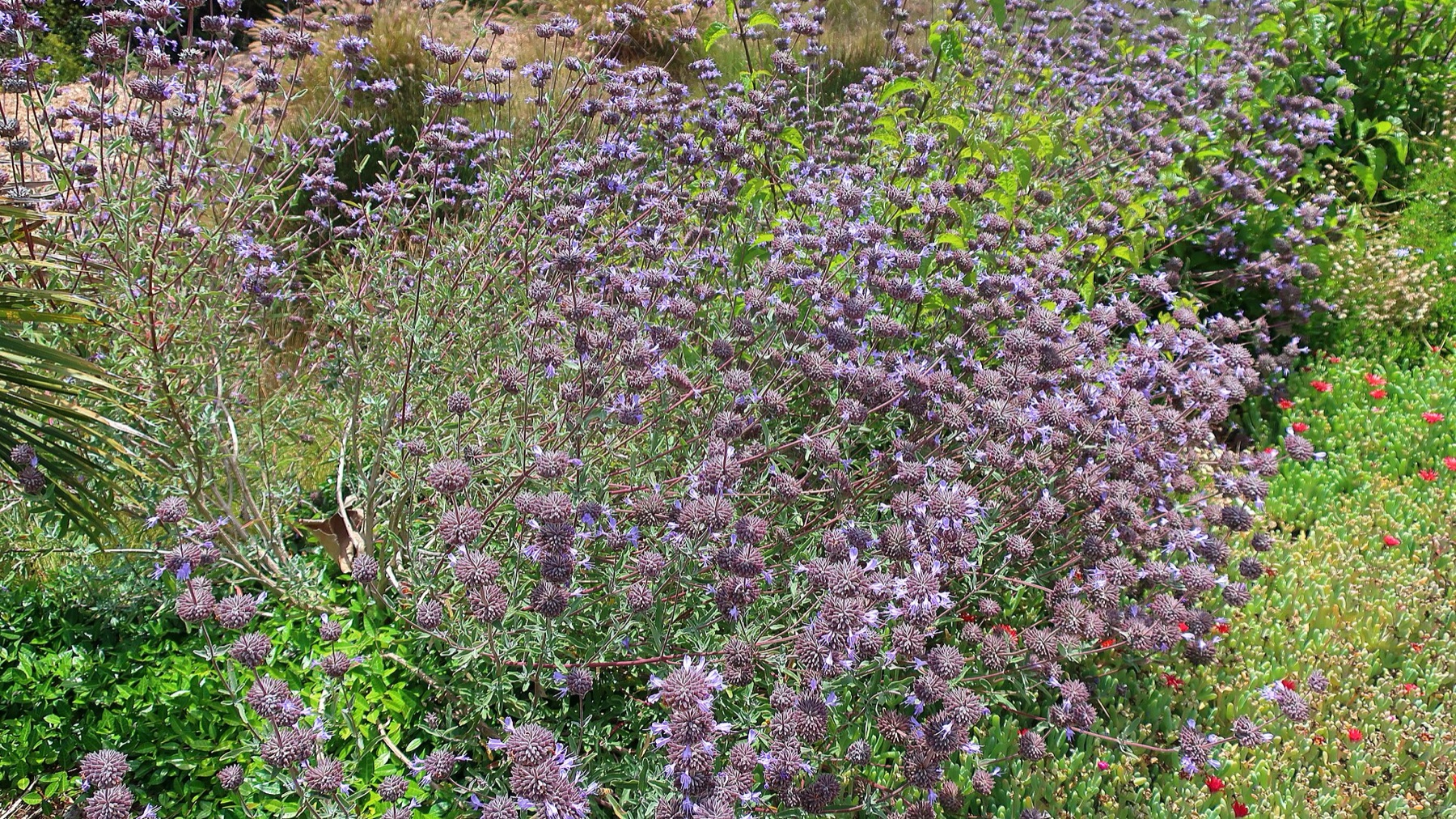 Cleveland Sage — photo 3