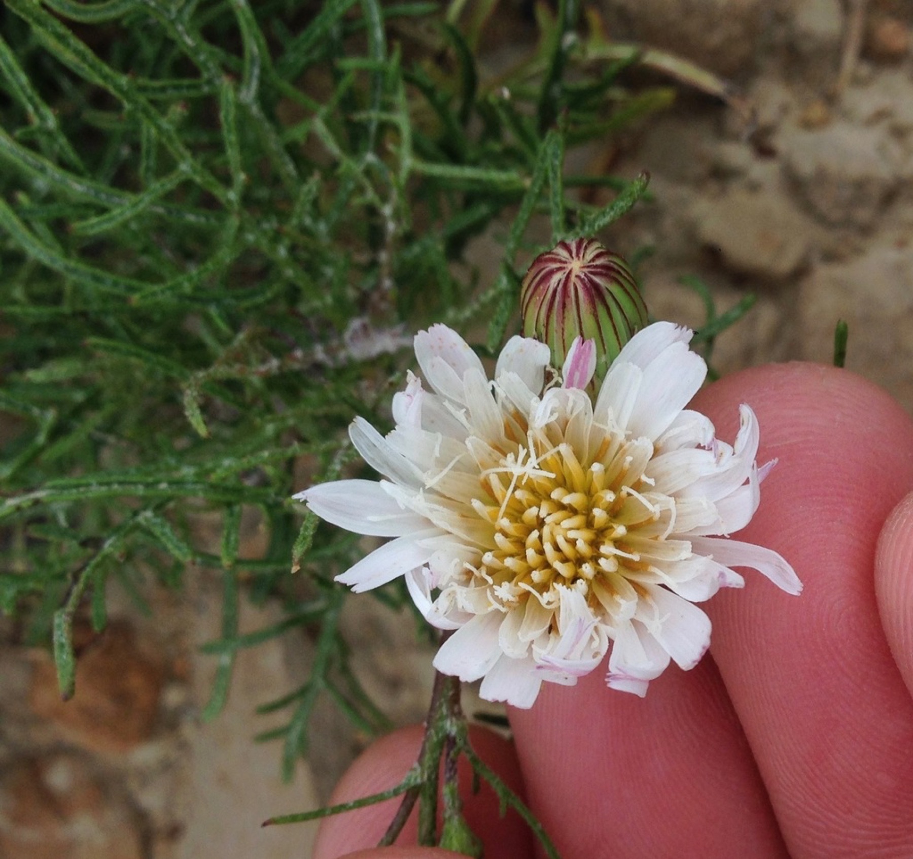 Cliff Aster — photo 6