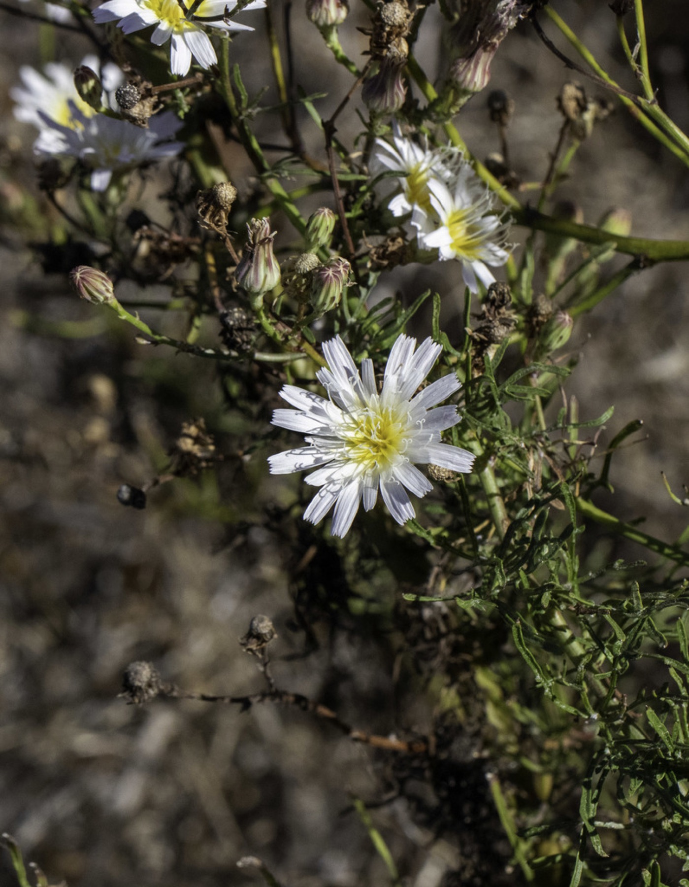 Cliff Aster — photo 7