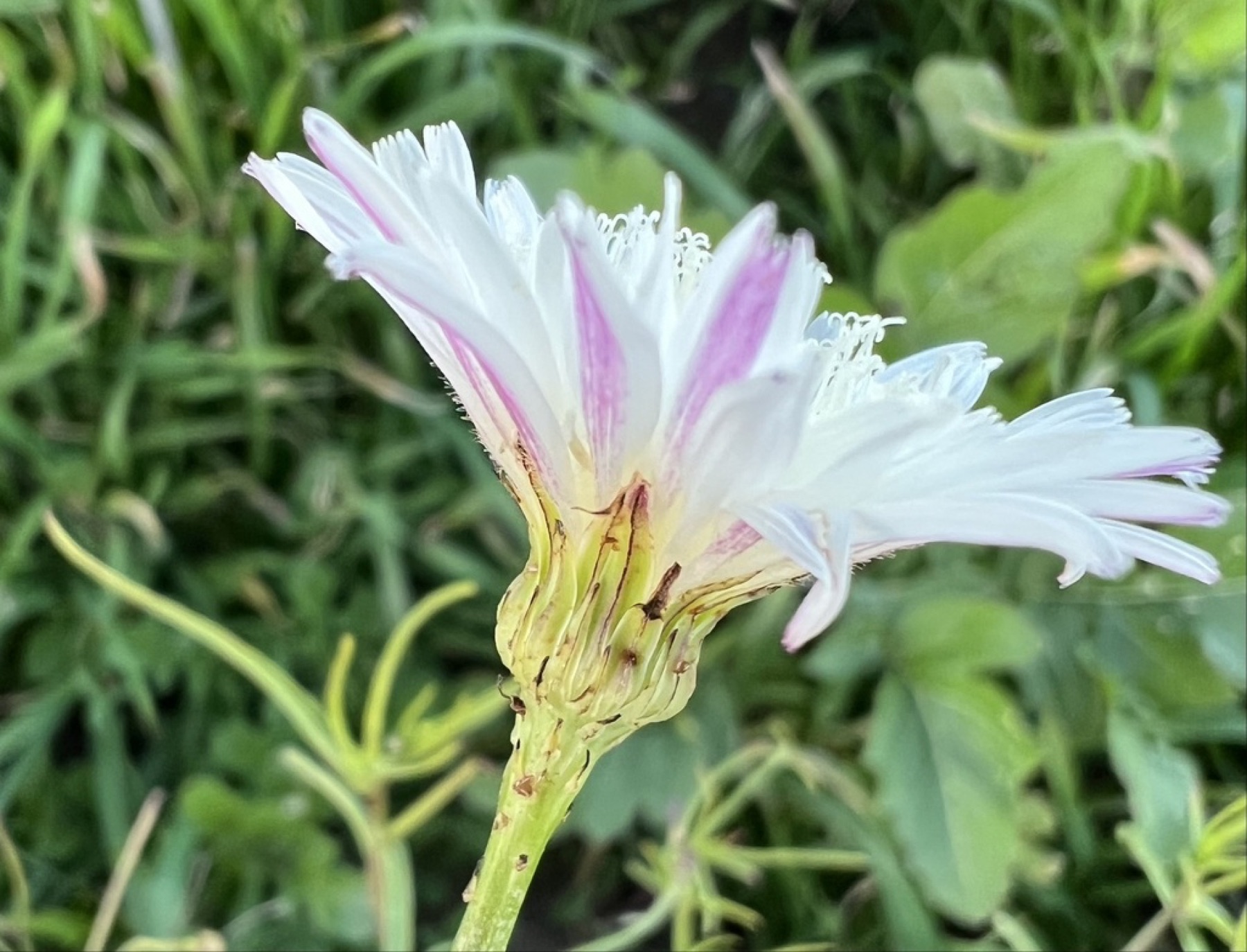 Cliff Aster — photo 8