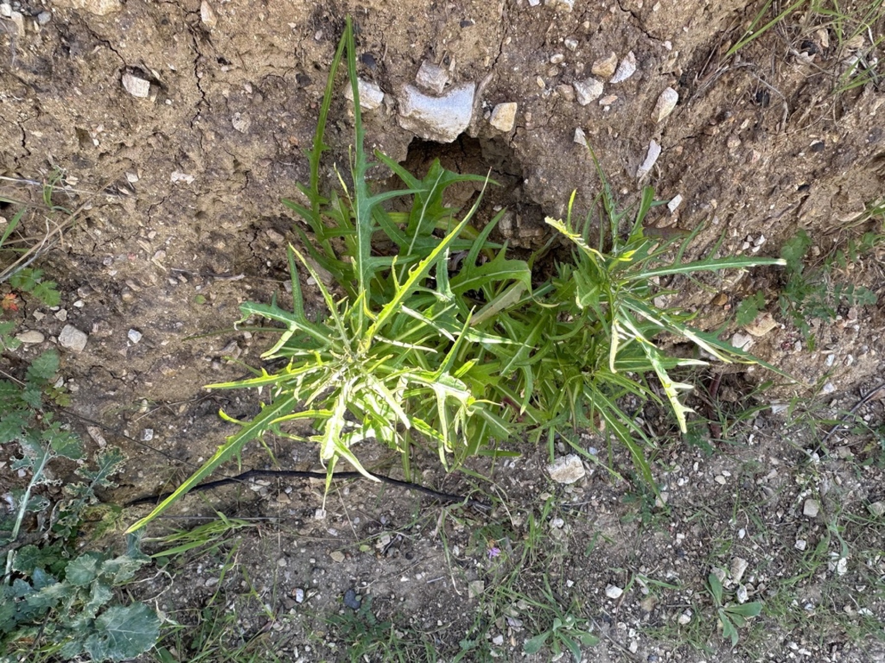 Cliff Aster — photo 9
