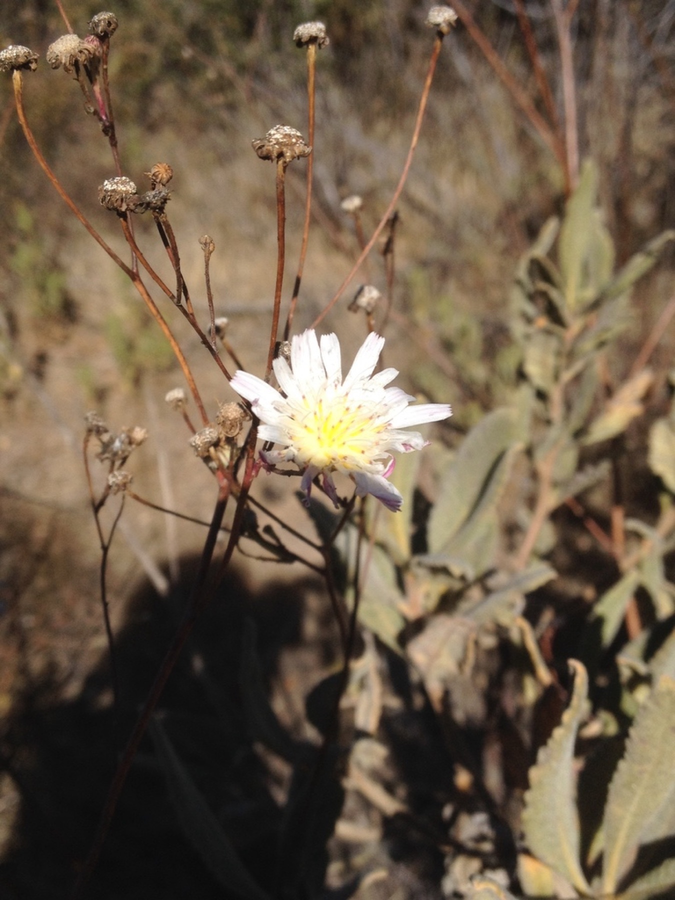 Cliff Aster — photo 10