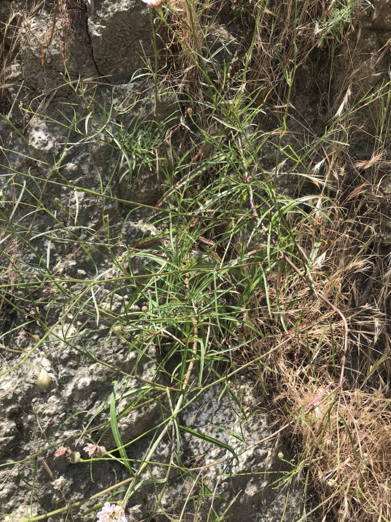 Cliff Aster — photo 11