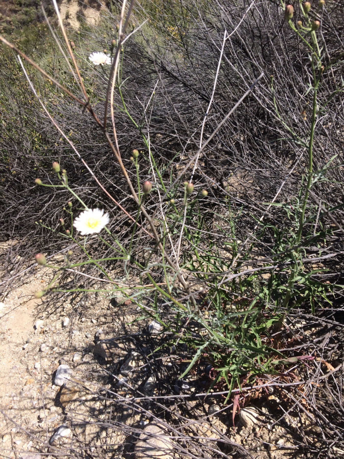 Cliff Aster — photo 12