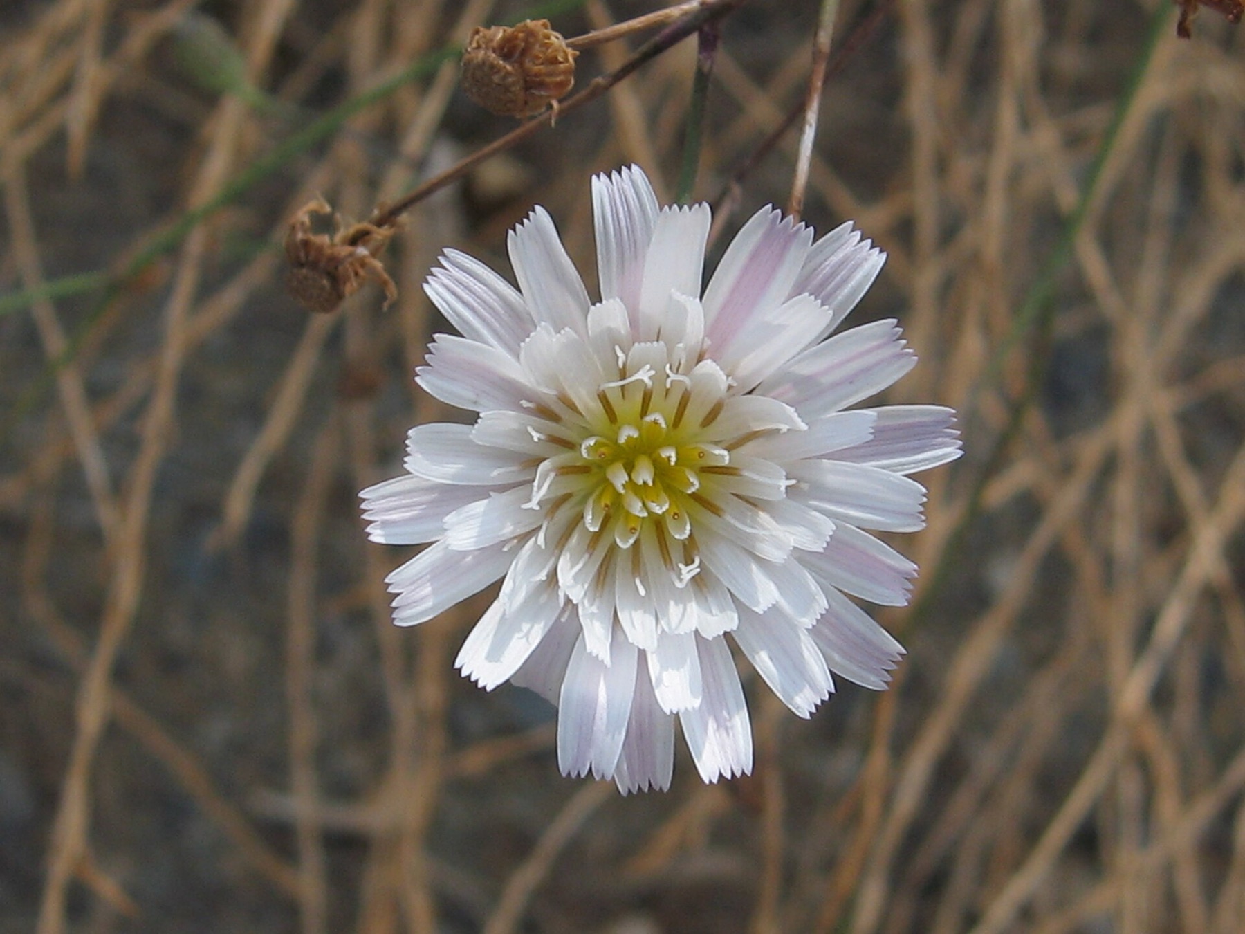 Cliff Aster — photo 13