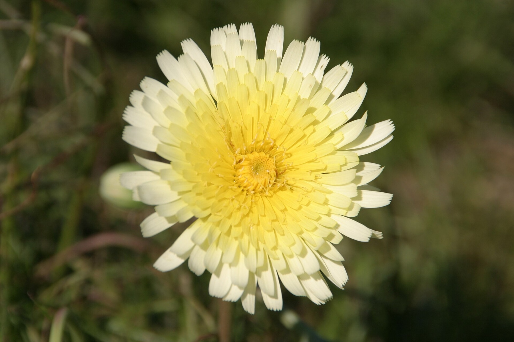 Cliff Aster — photo 14