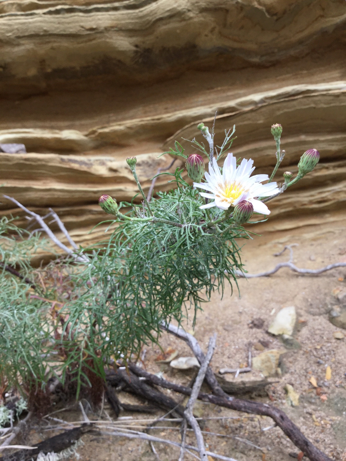 Cliff Aster — photo 15