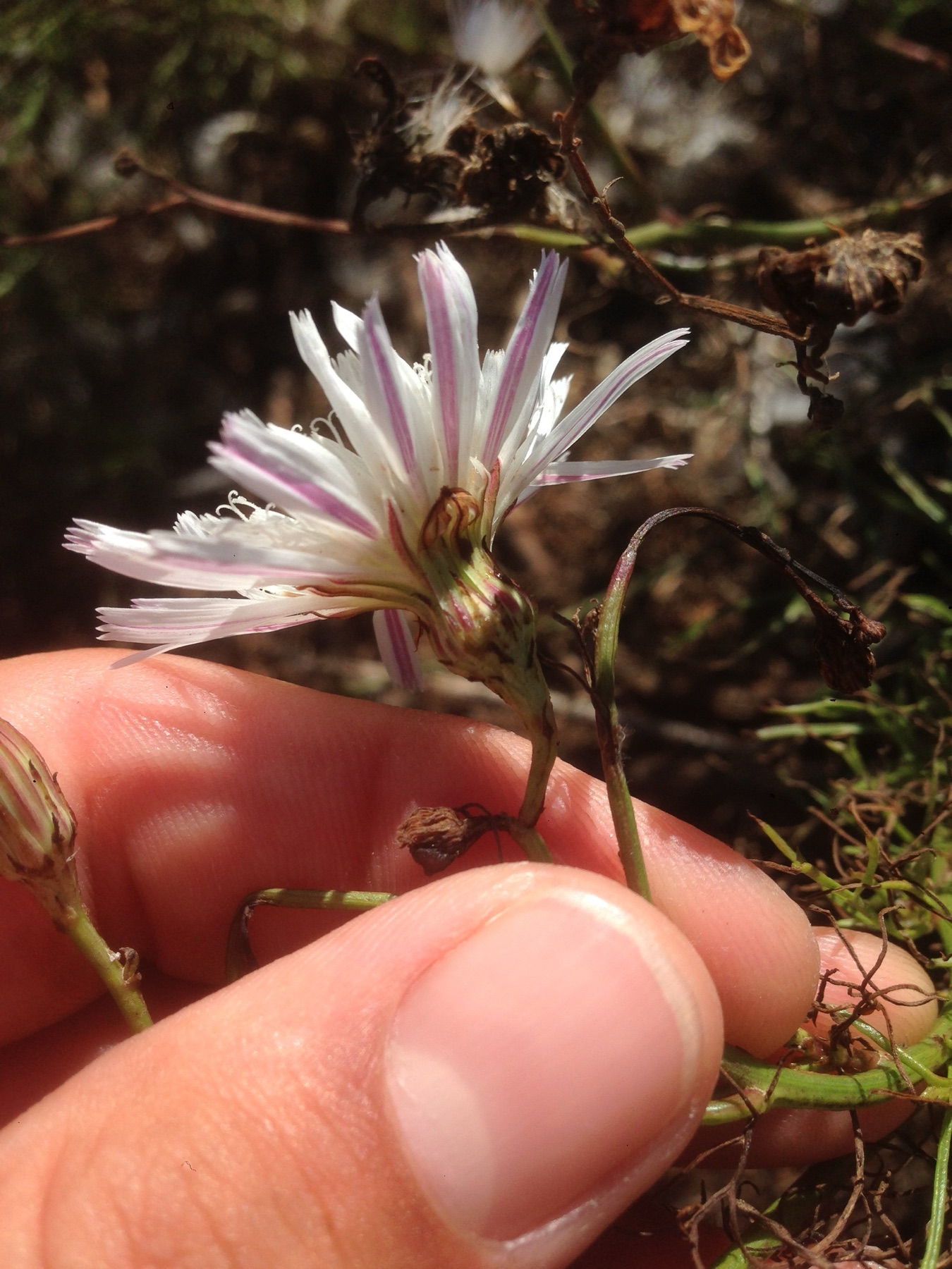 Cliff Aster — photo 16
