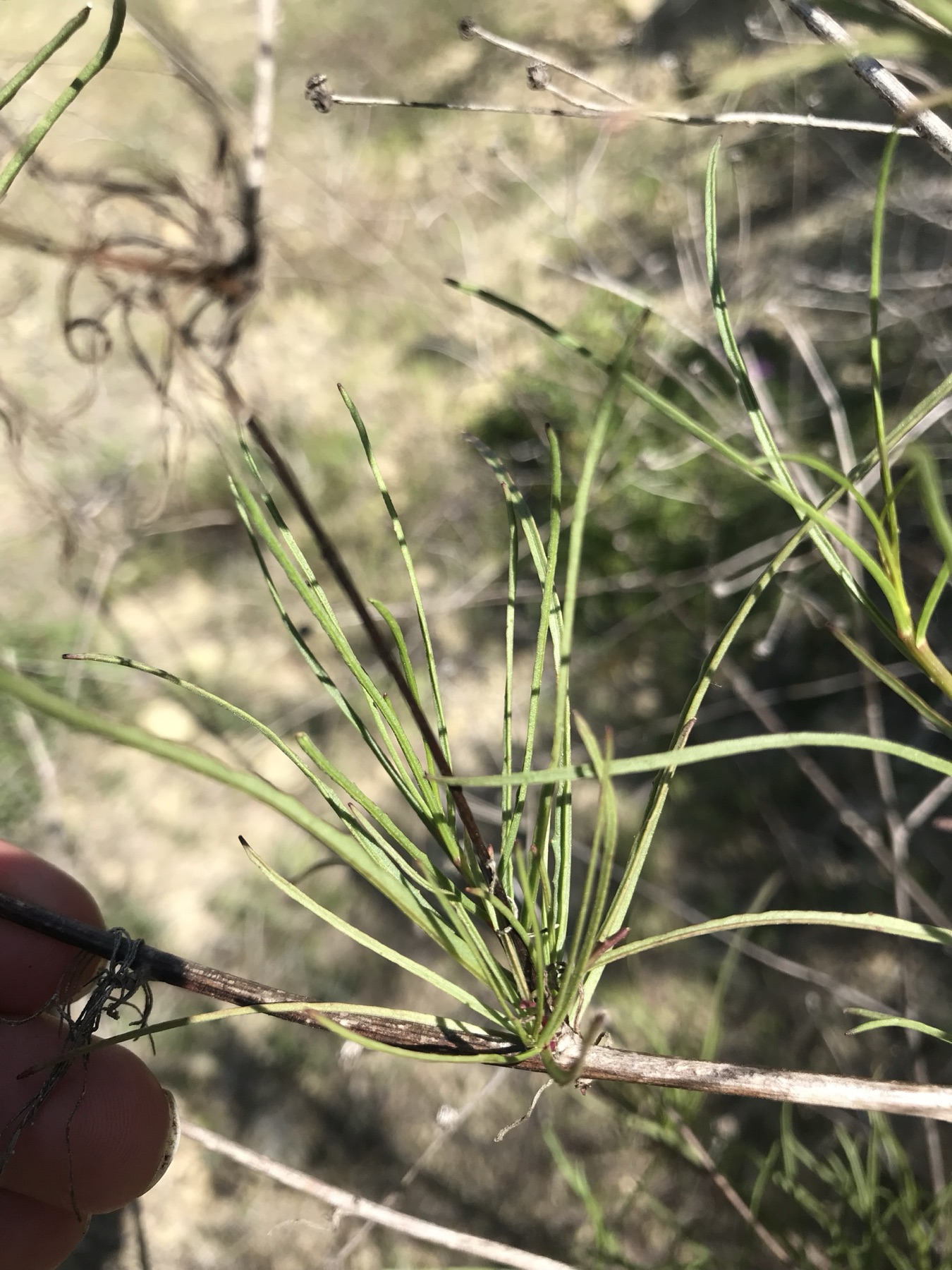 Cliff Aster — photo 17