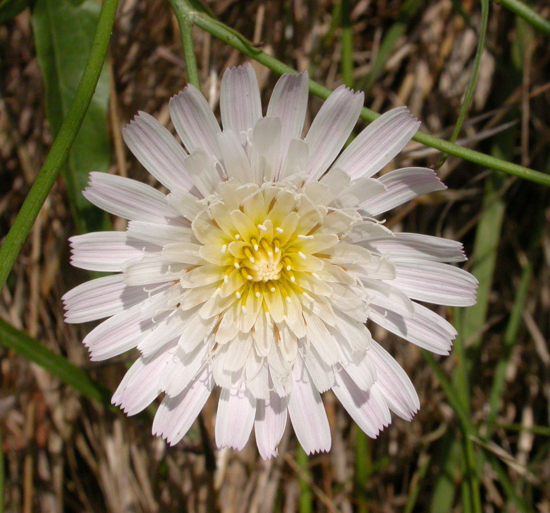 Cliff Aster — photo 18