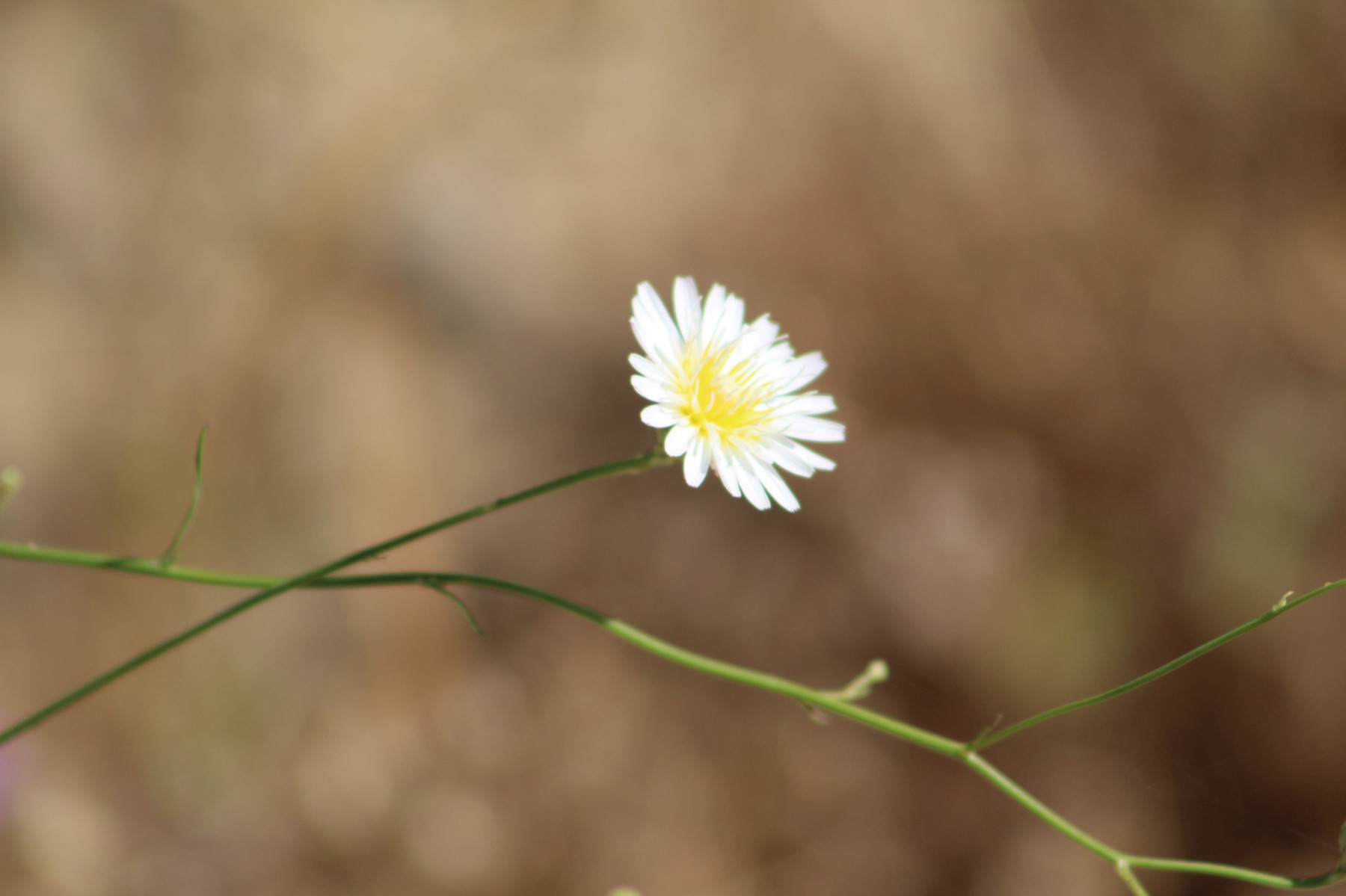 Cliff Aster — photo 19