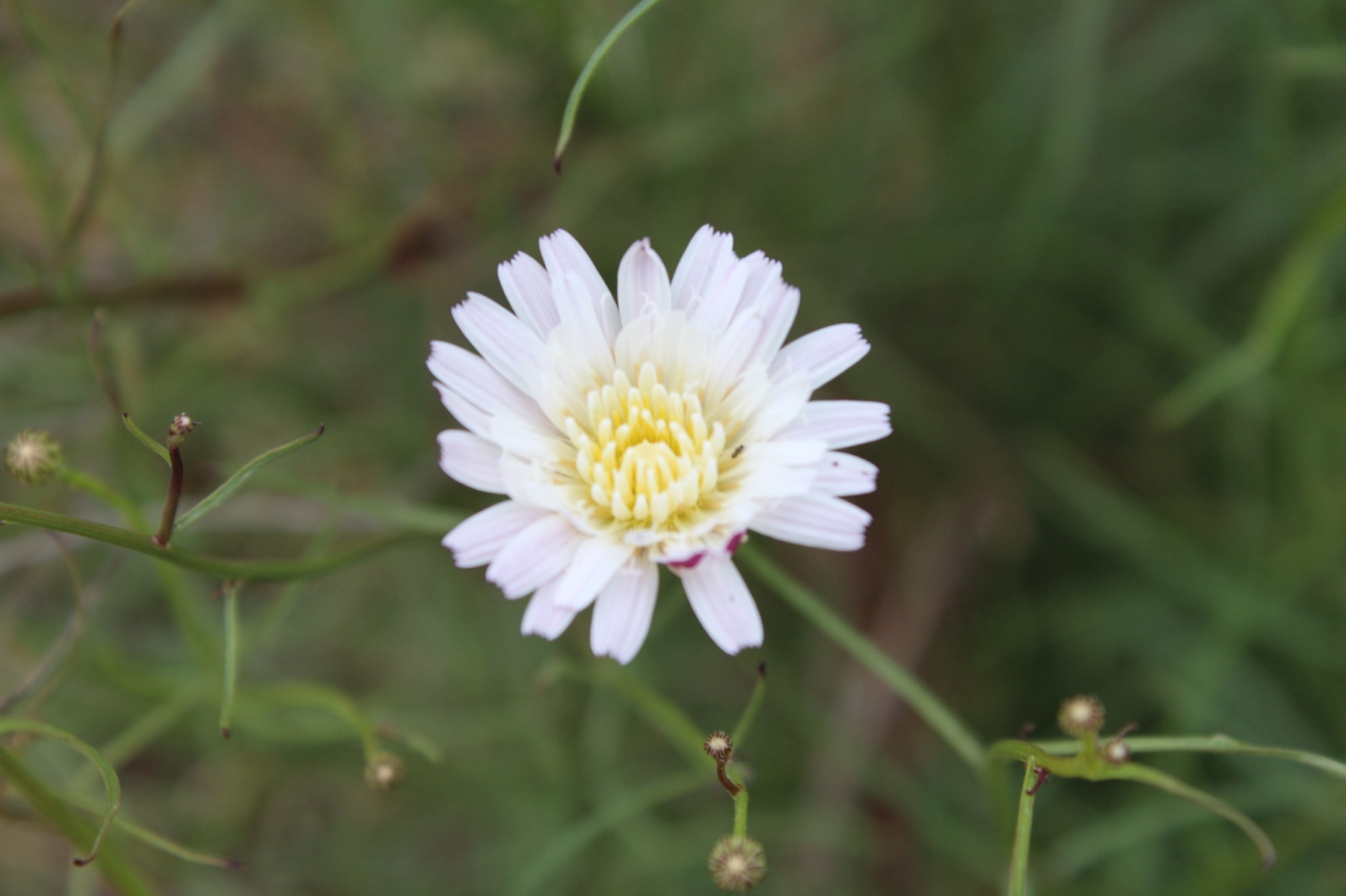 Cliff Aster — photo 20