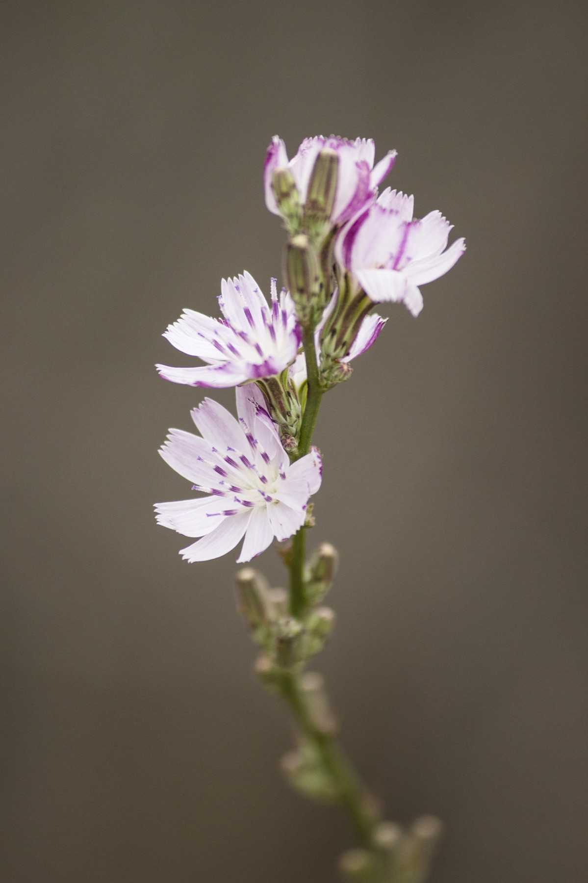 Cliff Aster — photo 21