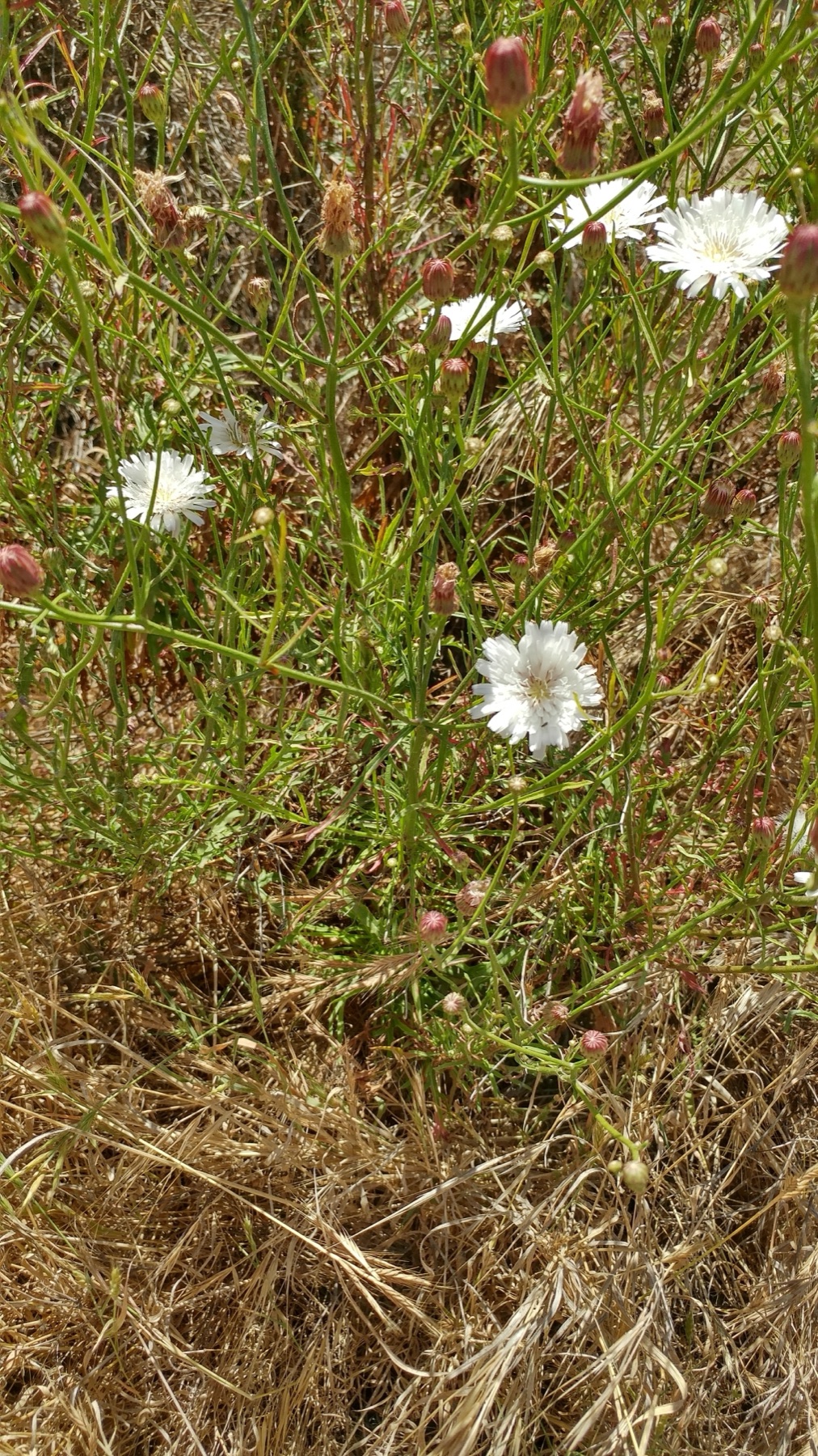 Cliff Aster — photo 22