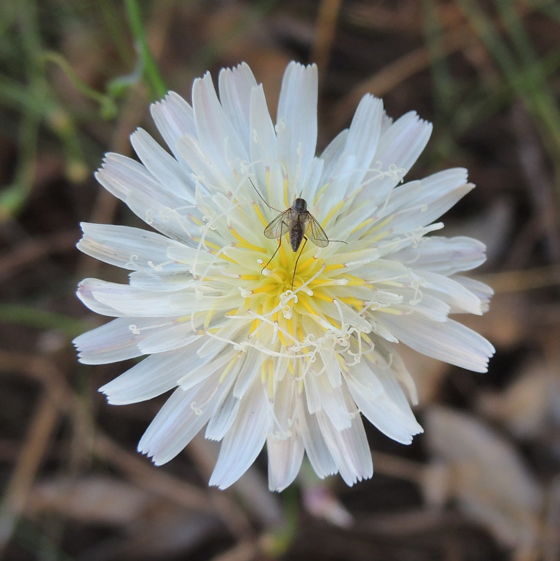 Cliff Aster — photo 23