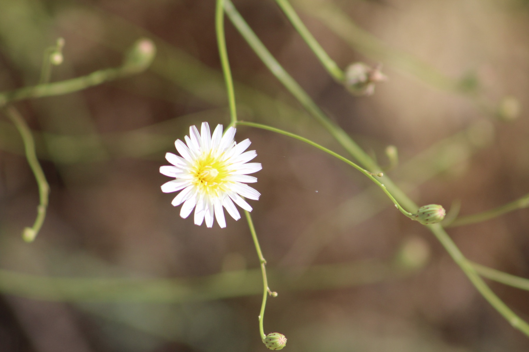Cliff Aster — photo 24