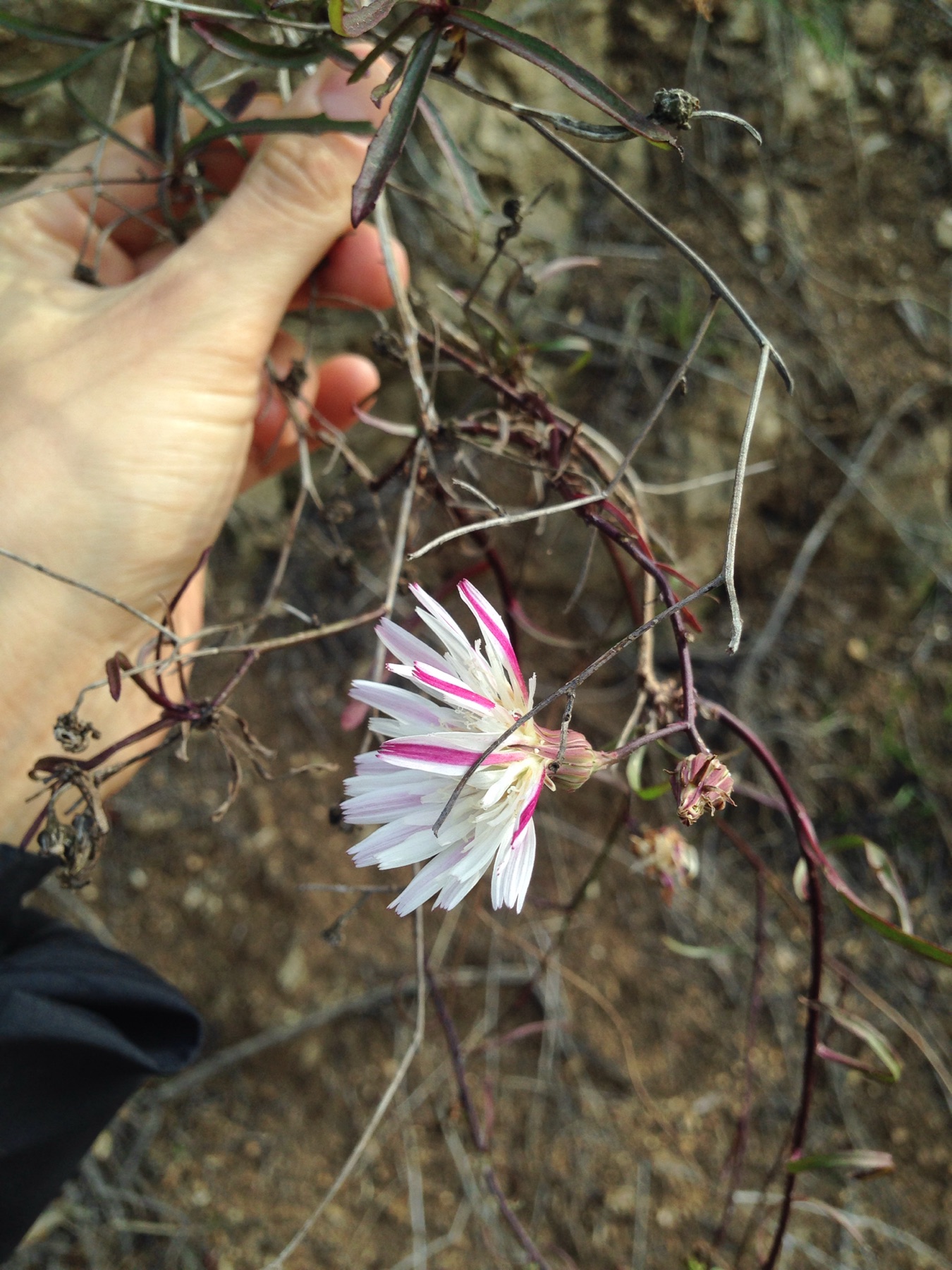 Cliff Aster — photo 1
