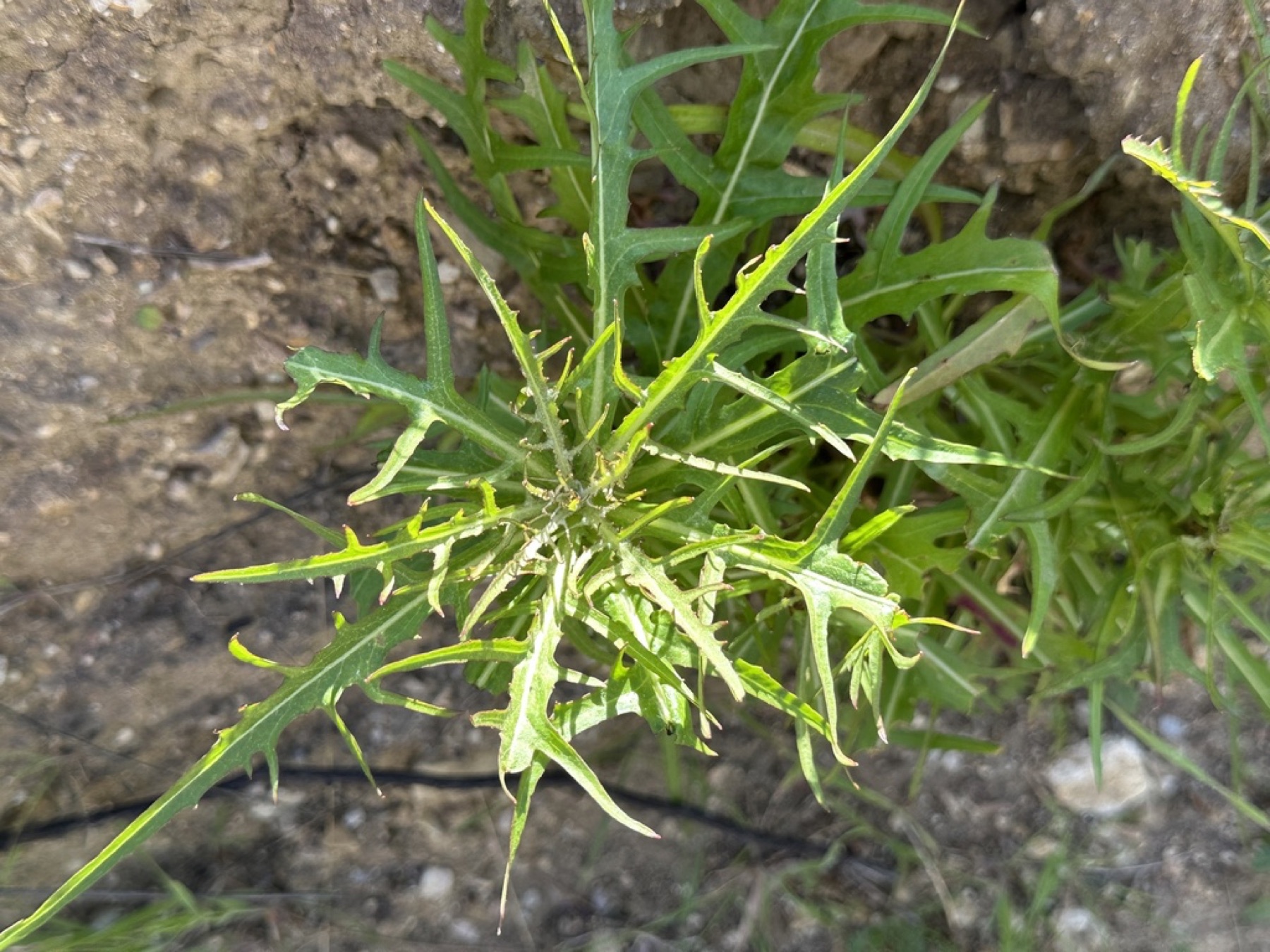 Cliff Aster — photo 2