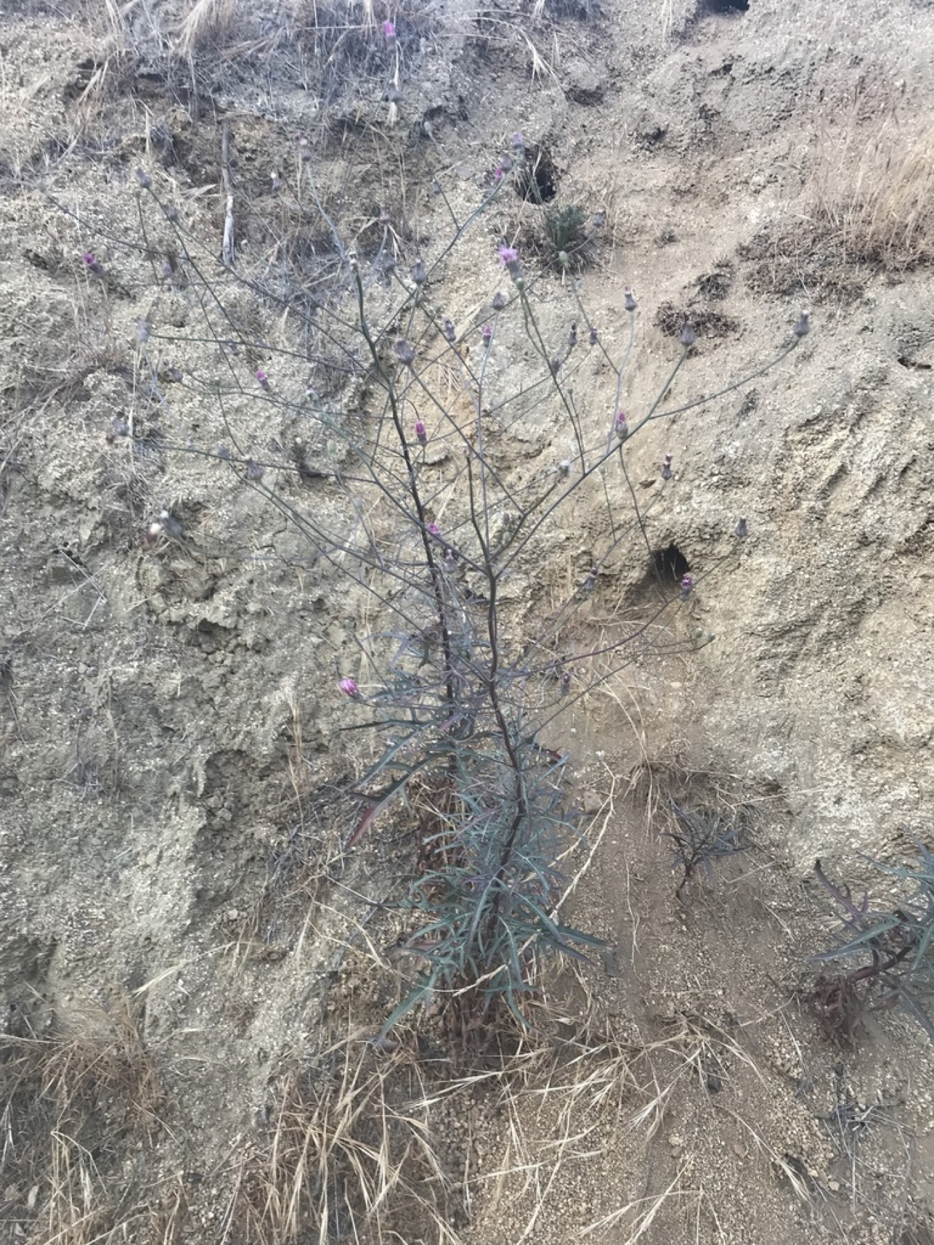 Cliff Aster — photo 3