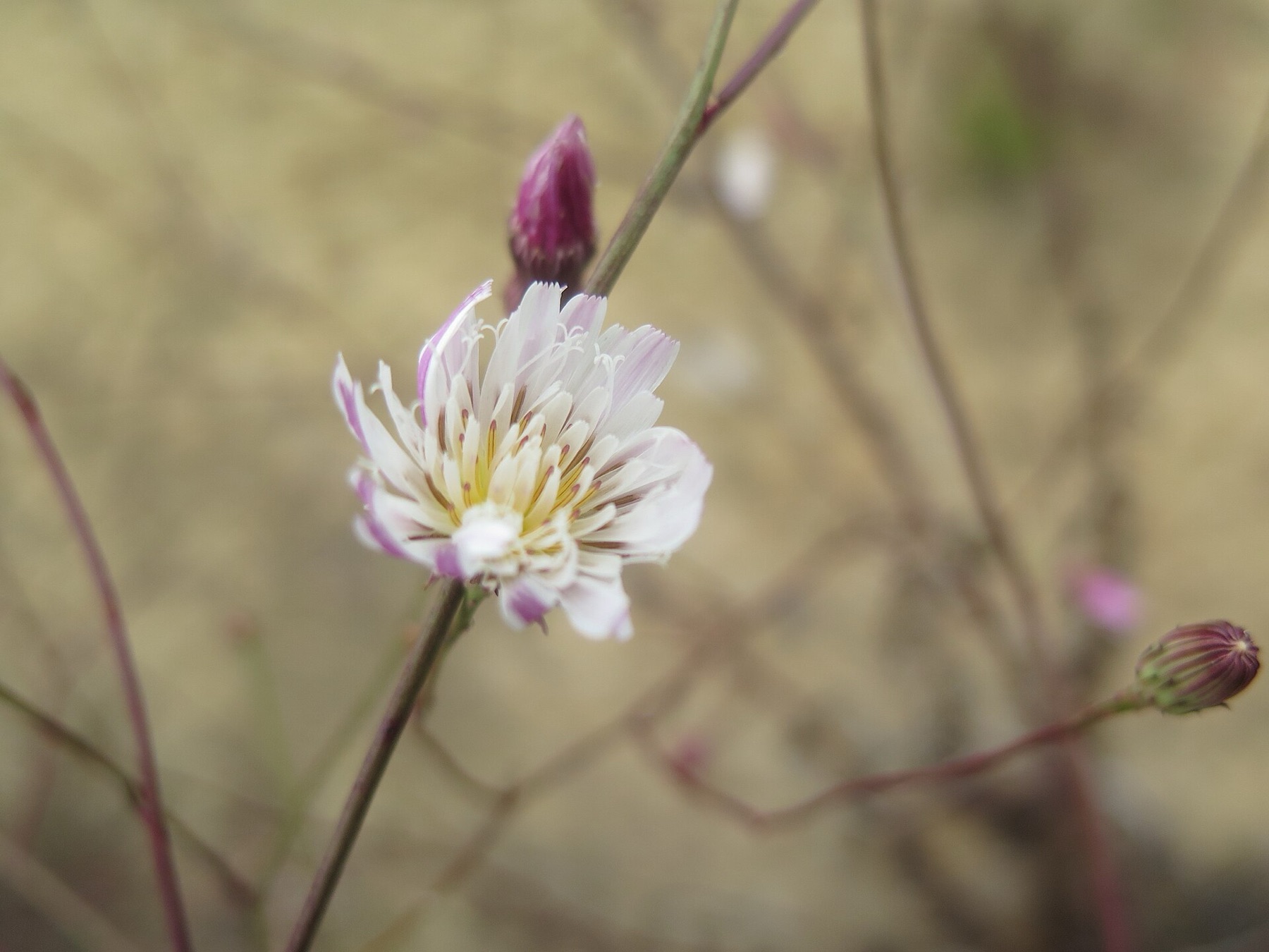 Cliff Aster — photo 4