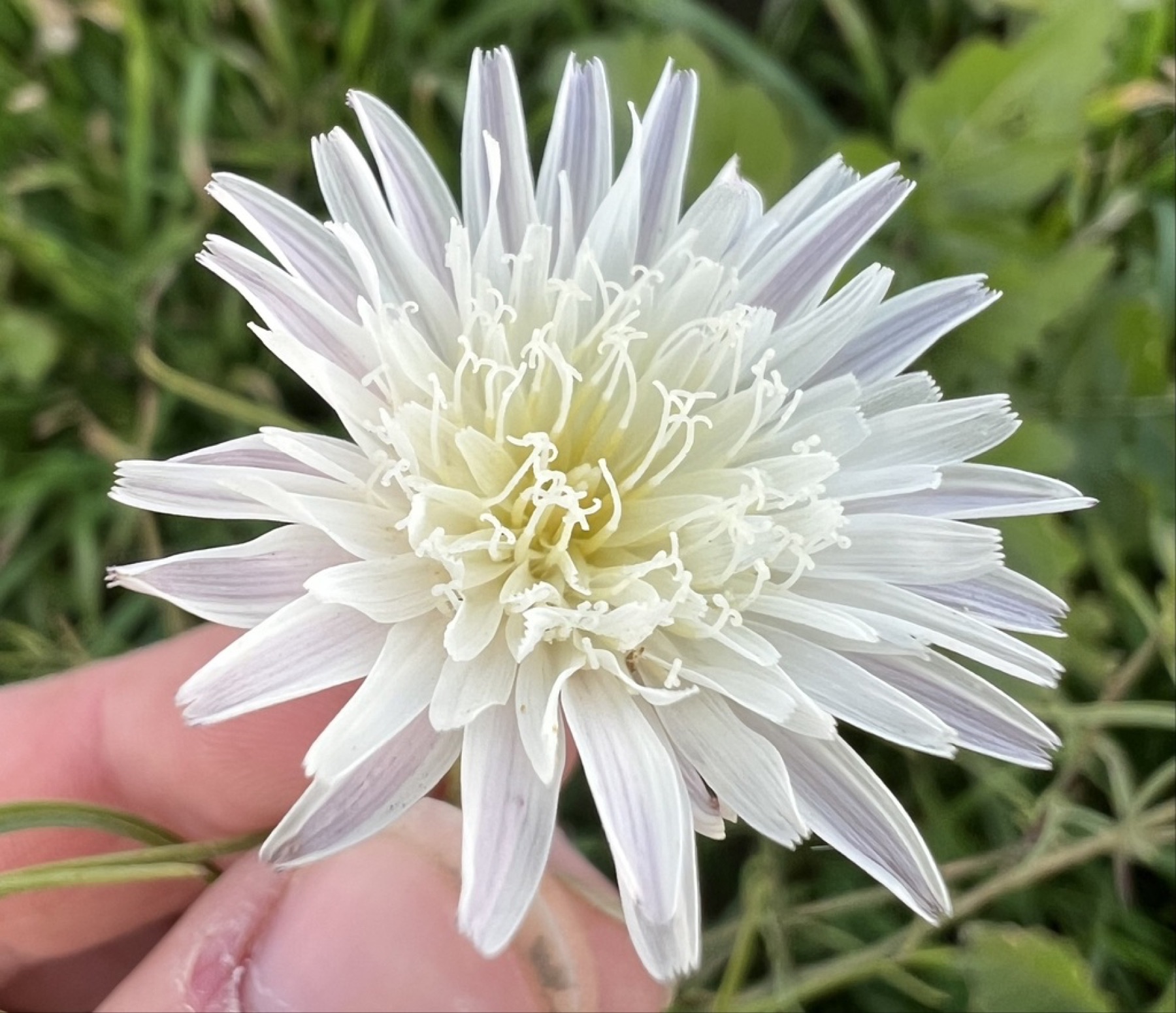 Cliff Aster — photo 5